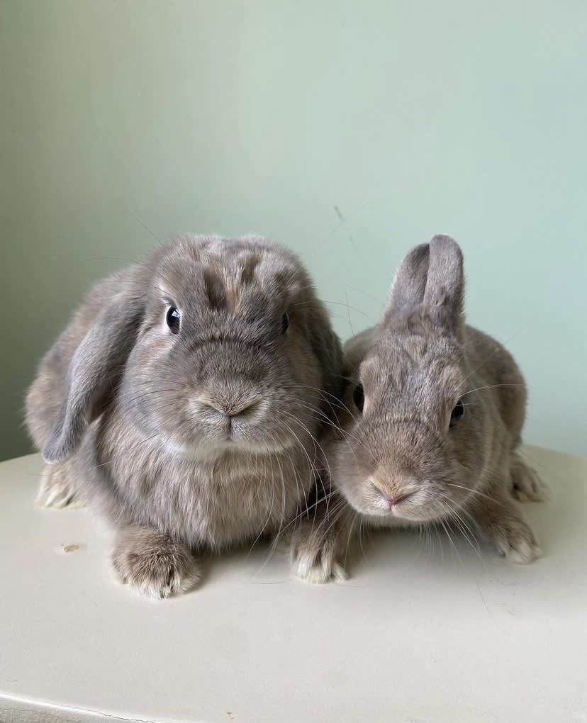 Gland Cleaning Rabbit Grooming Funny Bunny Services Pet Grooming