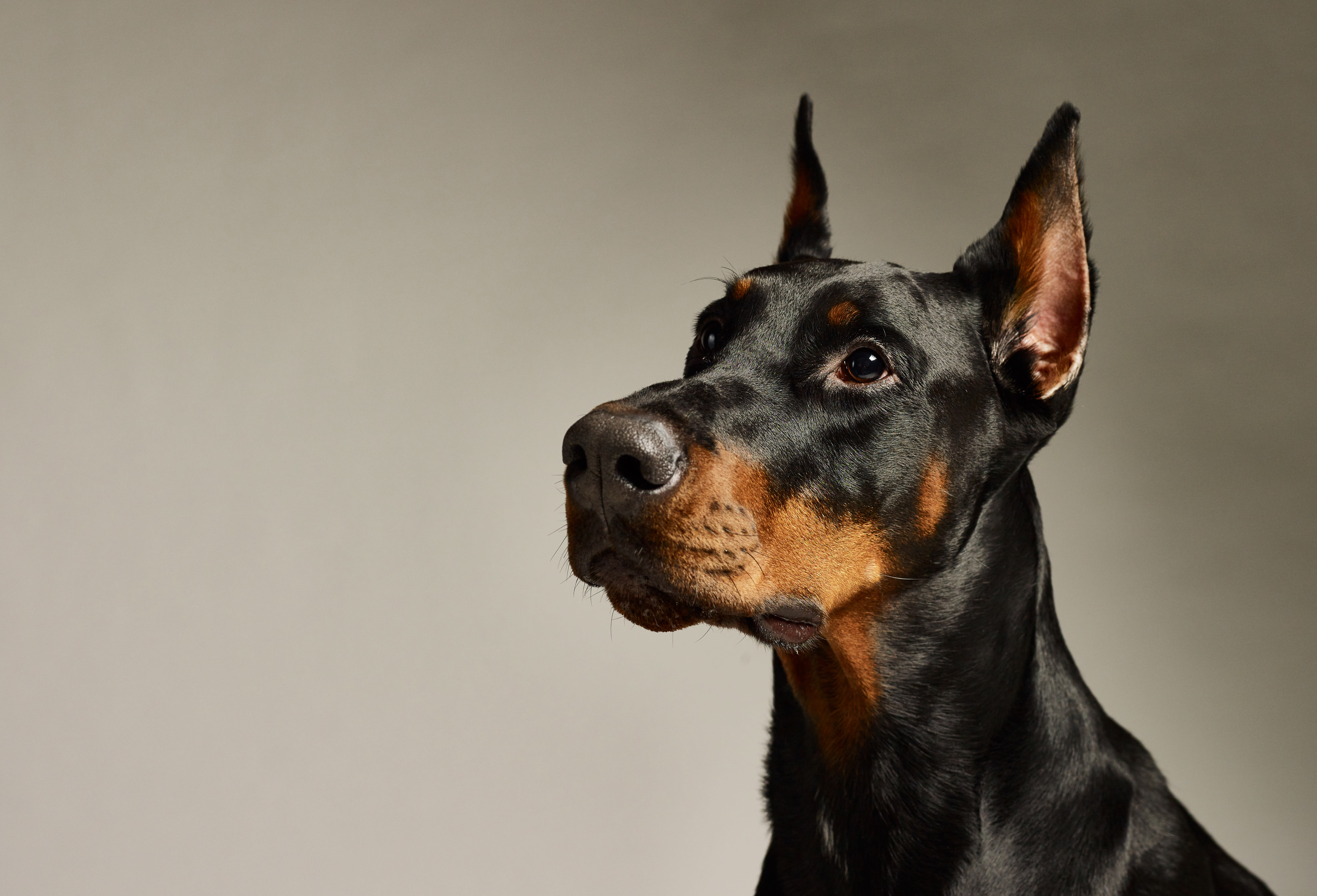 Garcia's European Dobermans Dog Breeder in Calabasas