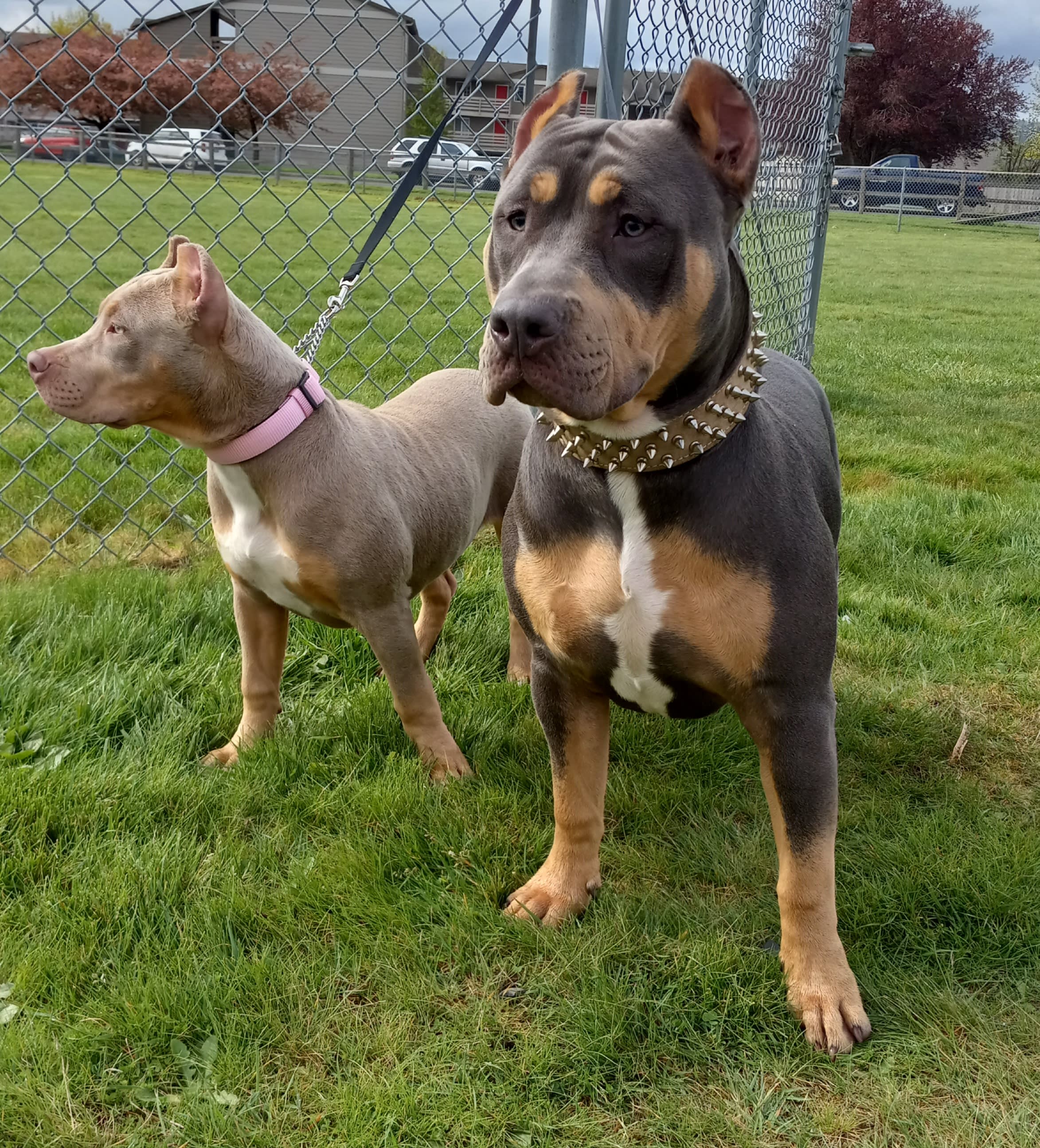 ABKC & UKC P.R. Registered Puppies - Our Bully Puppies - Green Coast ...