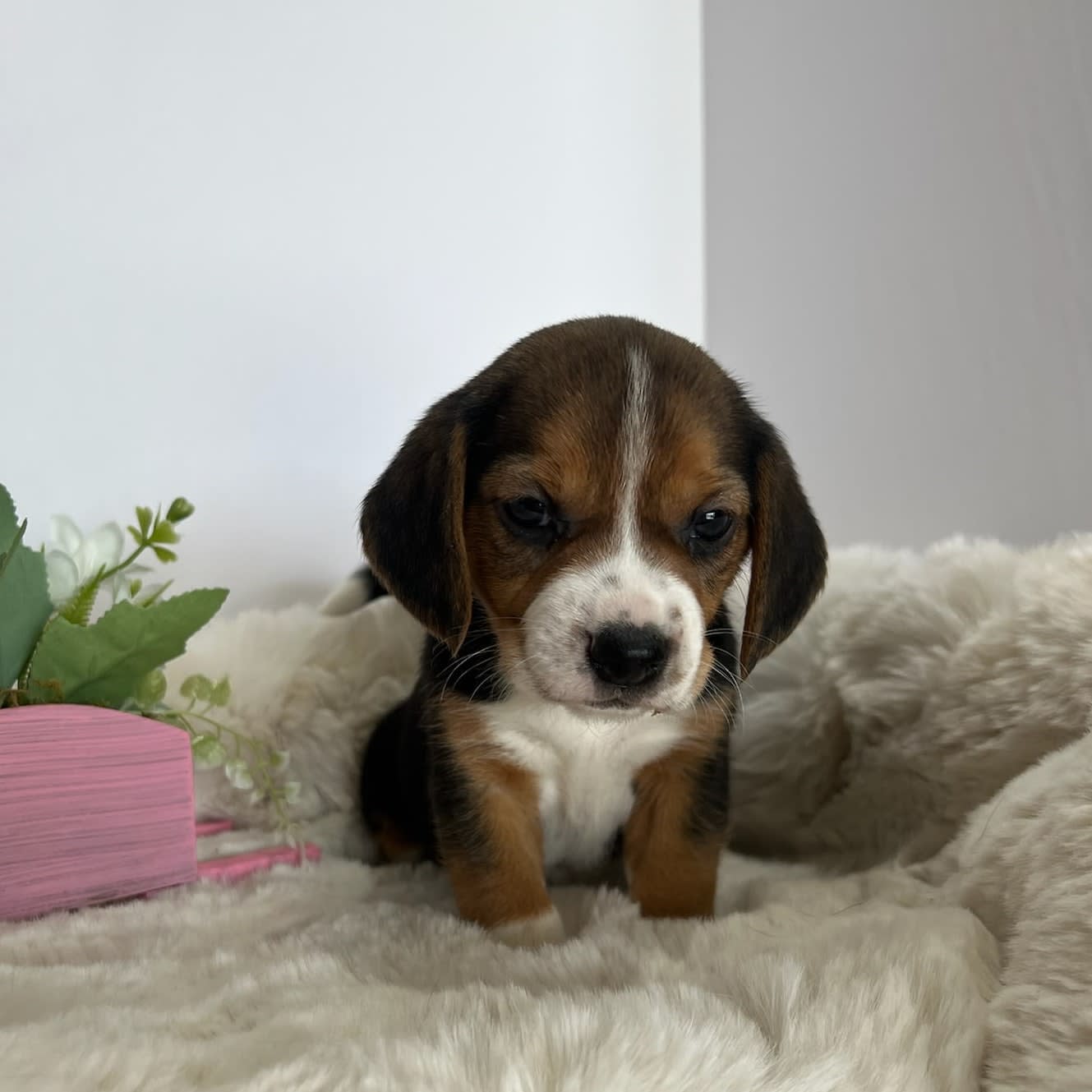 Beagle puppies clearance akc