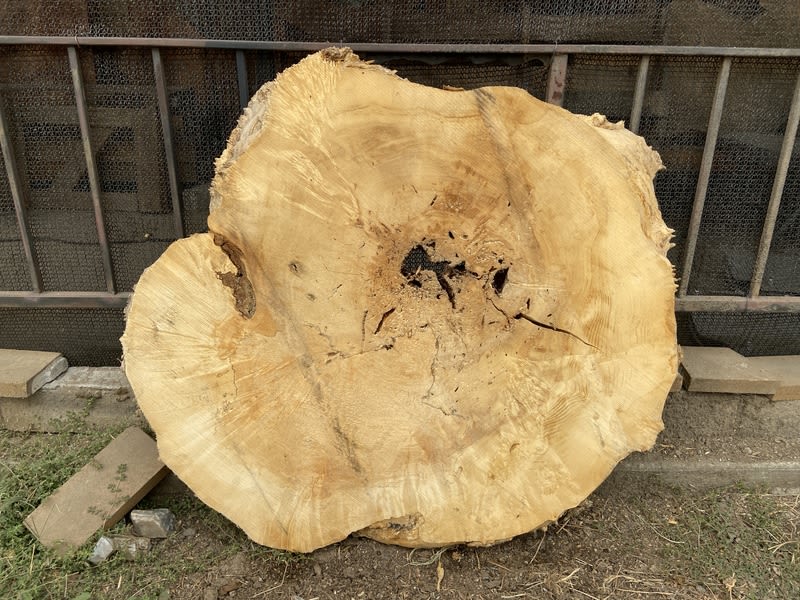 BE15C007 BOX ELDER SLAB Box Elder Wood Oregon Burls Specialty