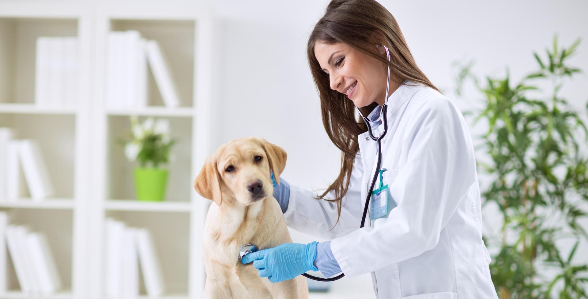 Posada Veterinary Hospital and Surgery Center | Veterinarian in ...