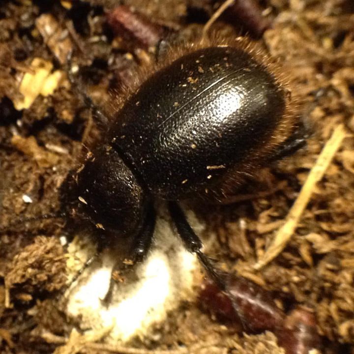 Wooly Darkling Beetle (Eleodes osculans) Beetles Bug Pets USA Garden Grove Pet Bug Shop