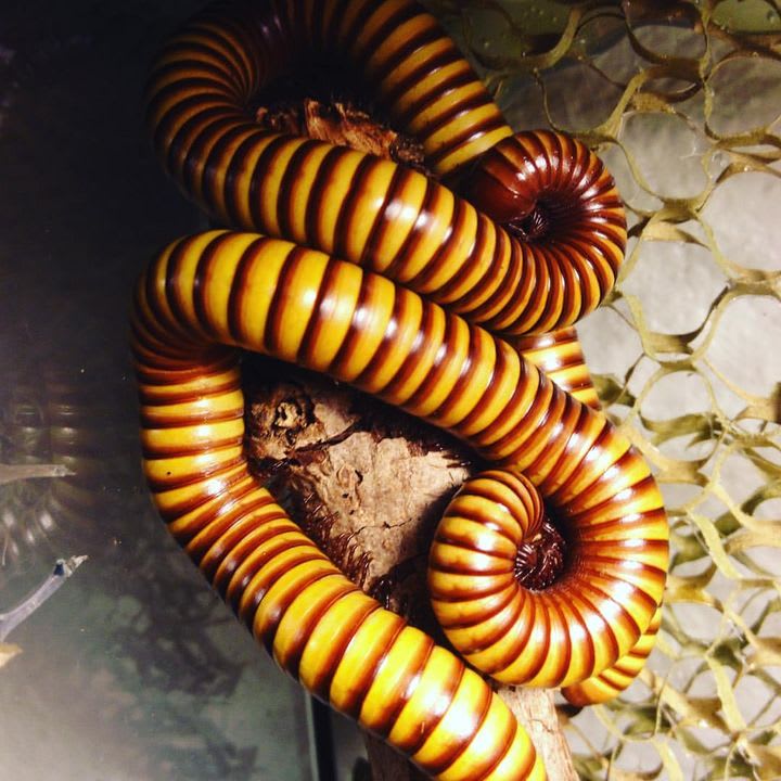 Giant Texas Gold Millipede – Reptilian Arts, 43% OFF