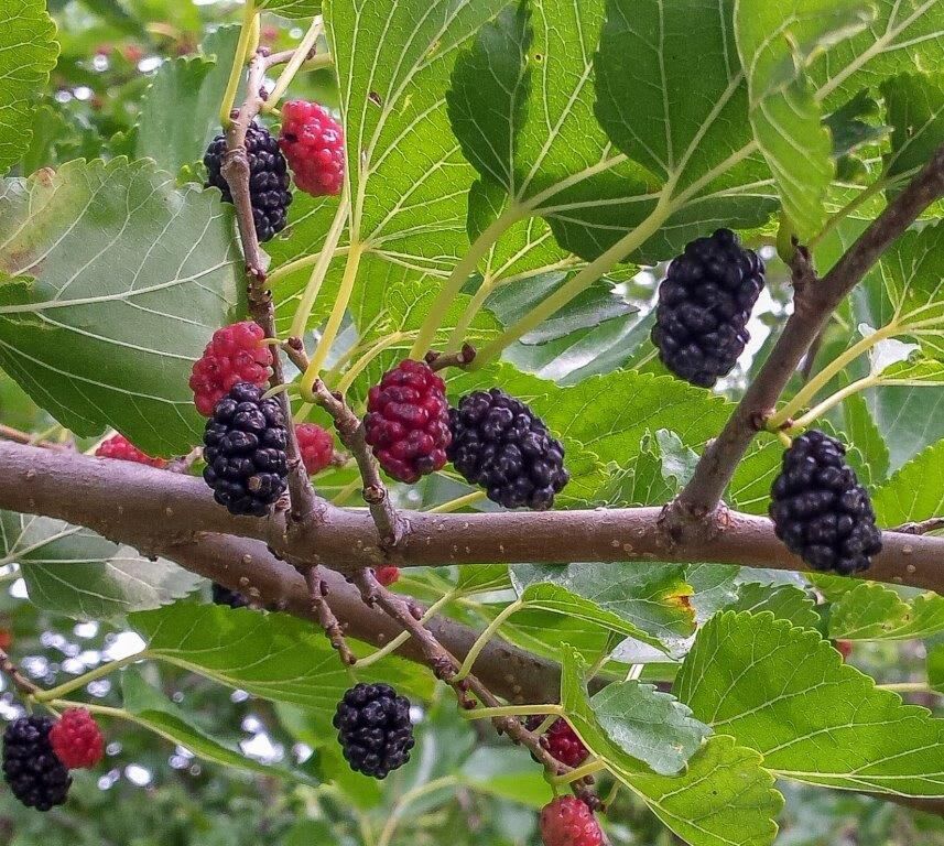 khasiat buah mulberry