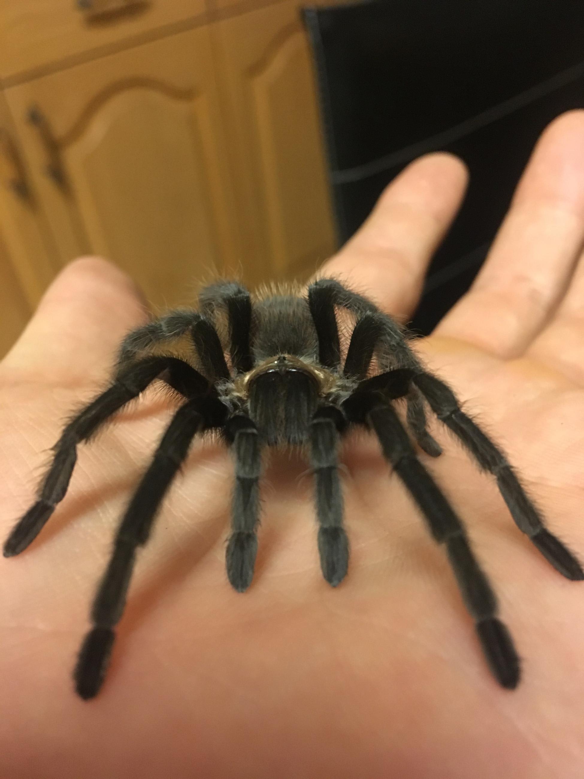 tarantula pet