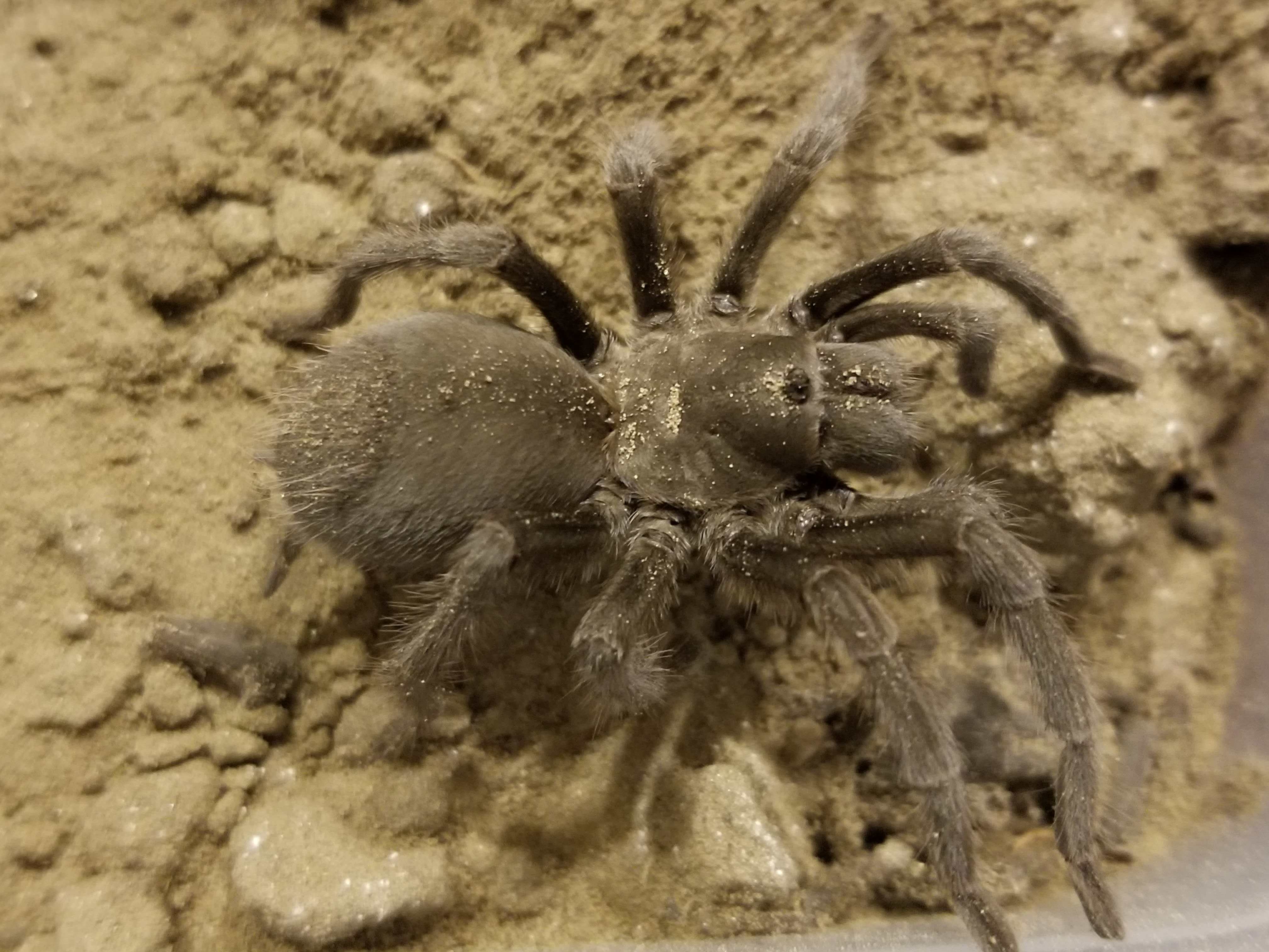 Dwarf Tarantula (Aphonopelma joshua) 11.5" Tarantulas Bug Pets USA