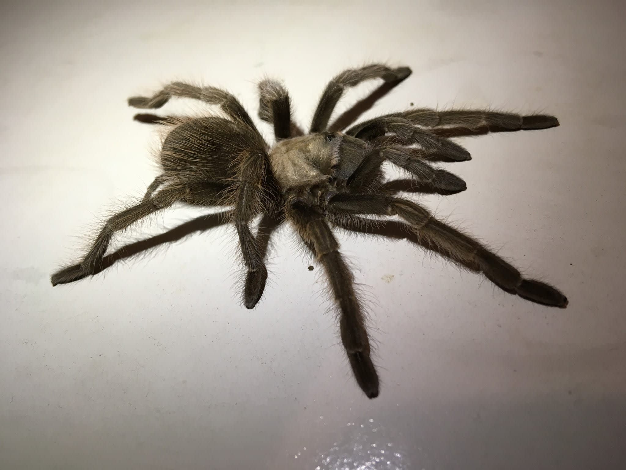 Johnny Cash's Tarantula (Aphonopelma johnnycashi) 23