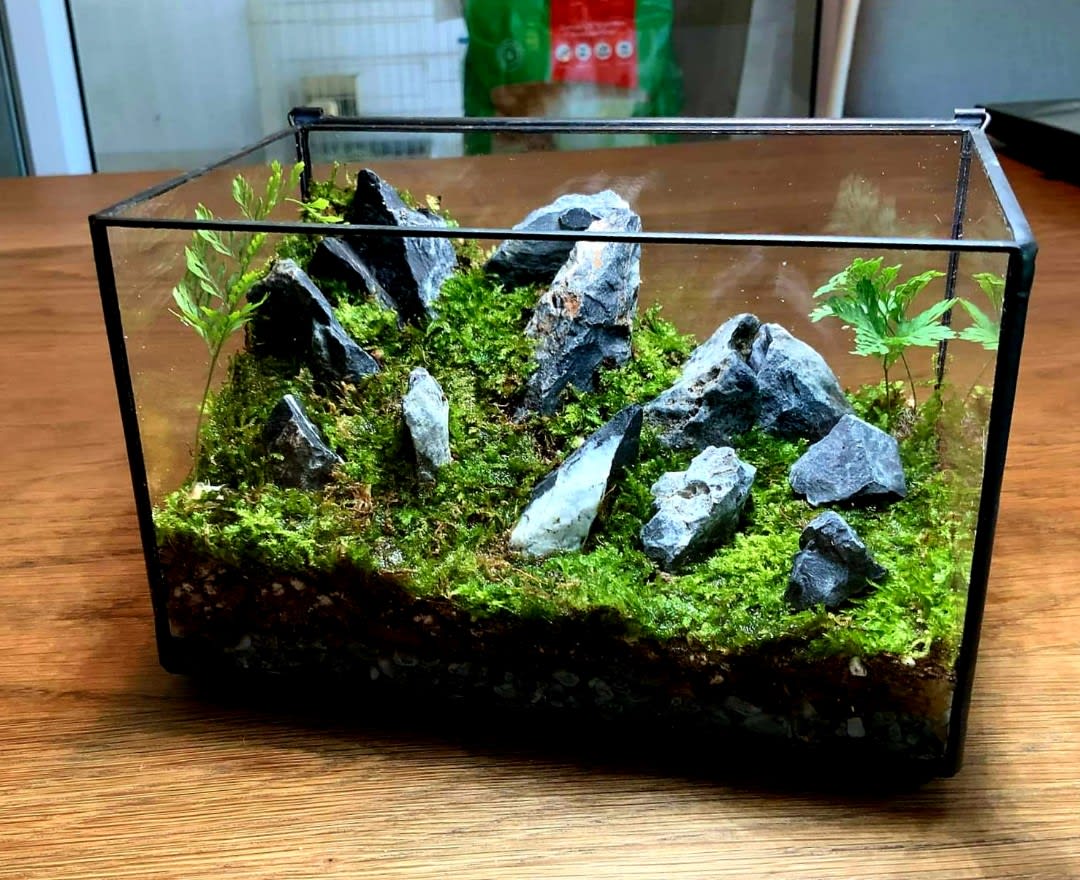 Custom Made Terrariums Terrariums Almost Heaven Herps Geckos