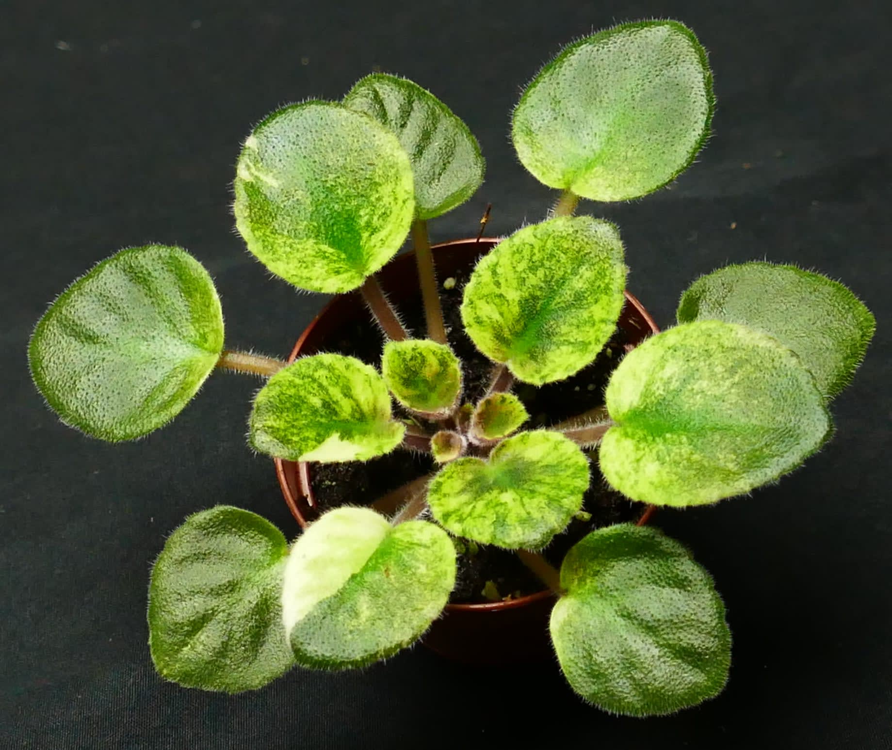 African Violet Blue Halo 2