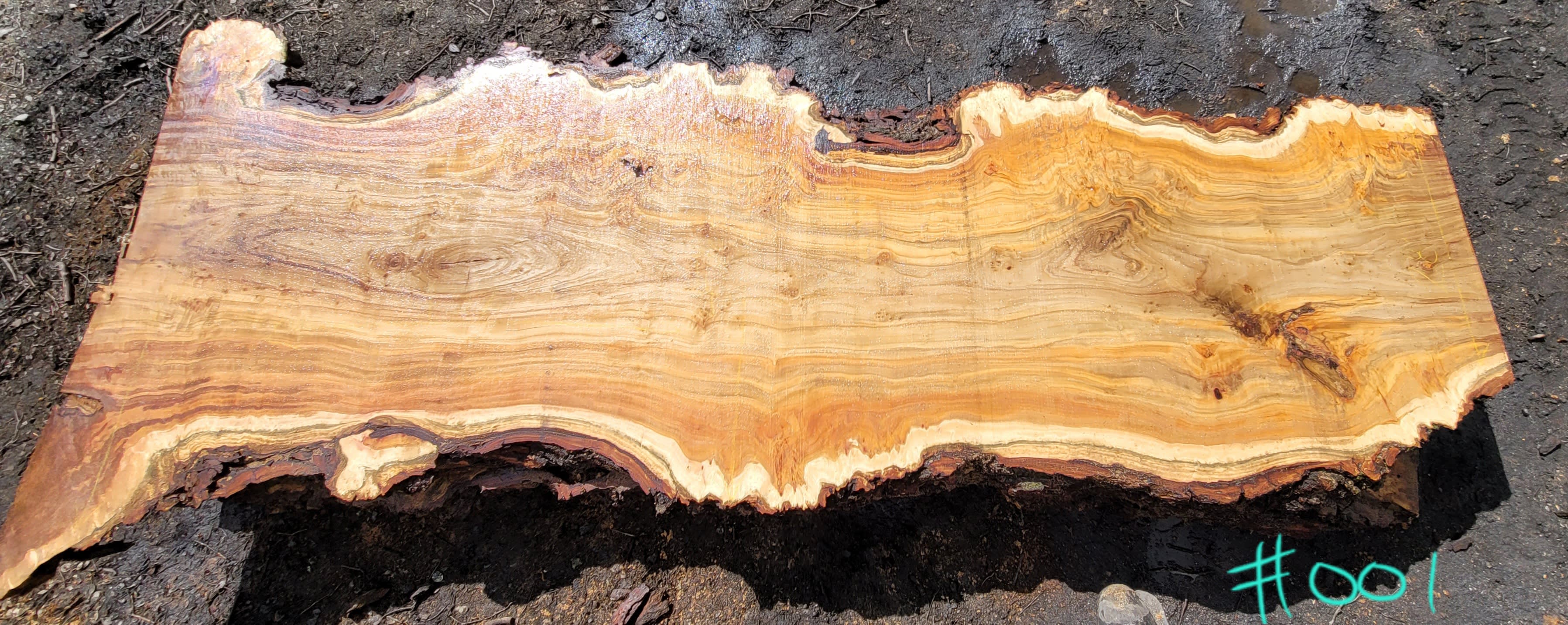 Tag 001 Cottonwood Burl Slab Cottonwood Oregon Burls Specialty