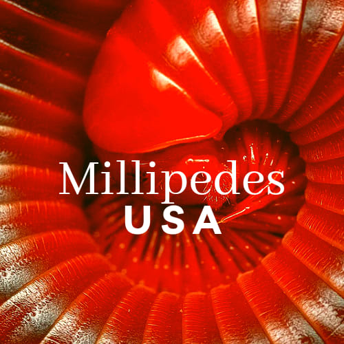 Millipedes USA