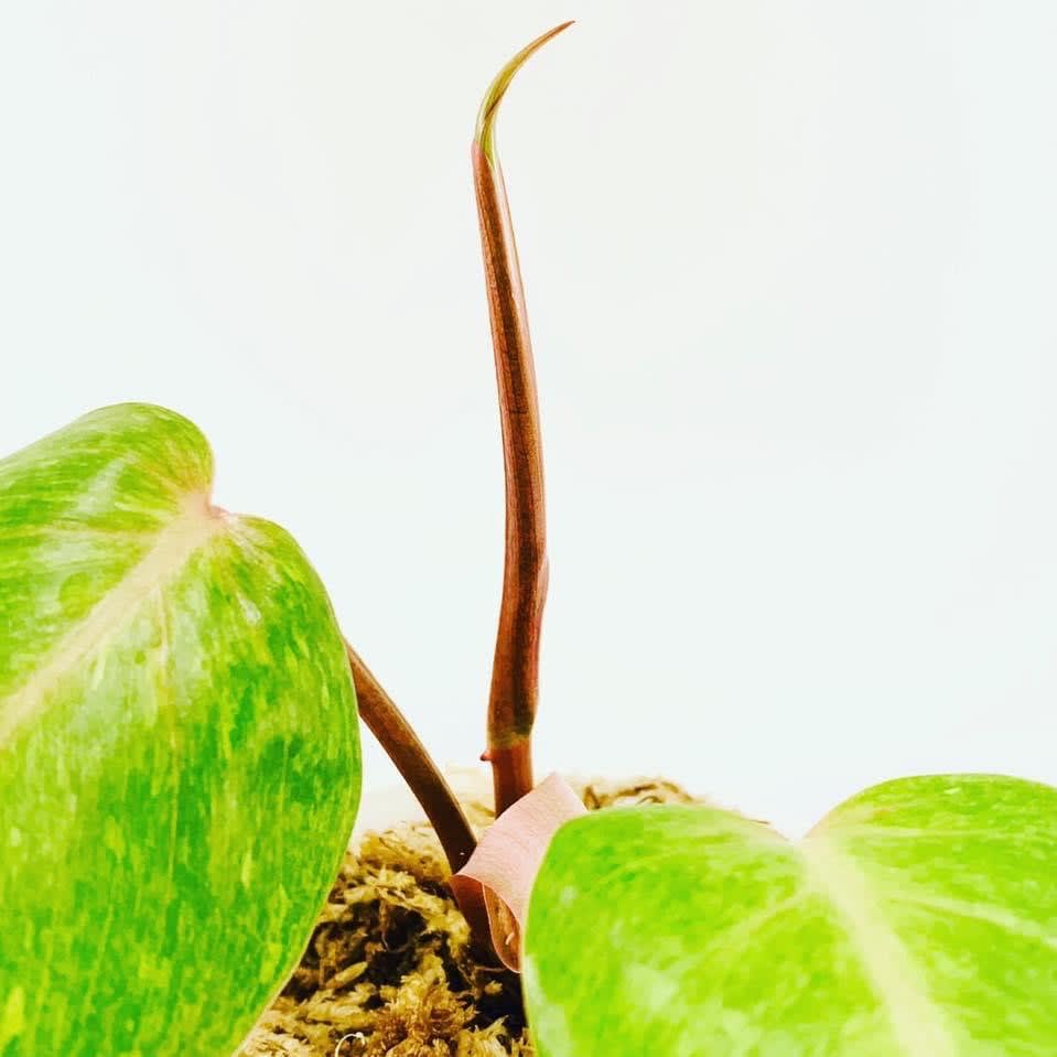 Cultivated Delights LLC