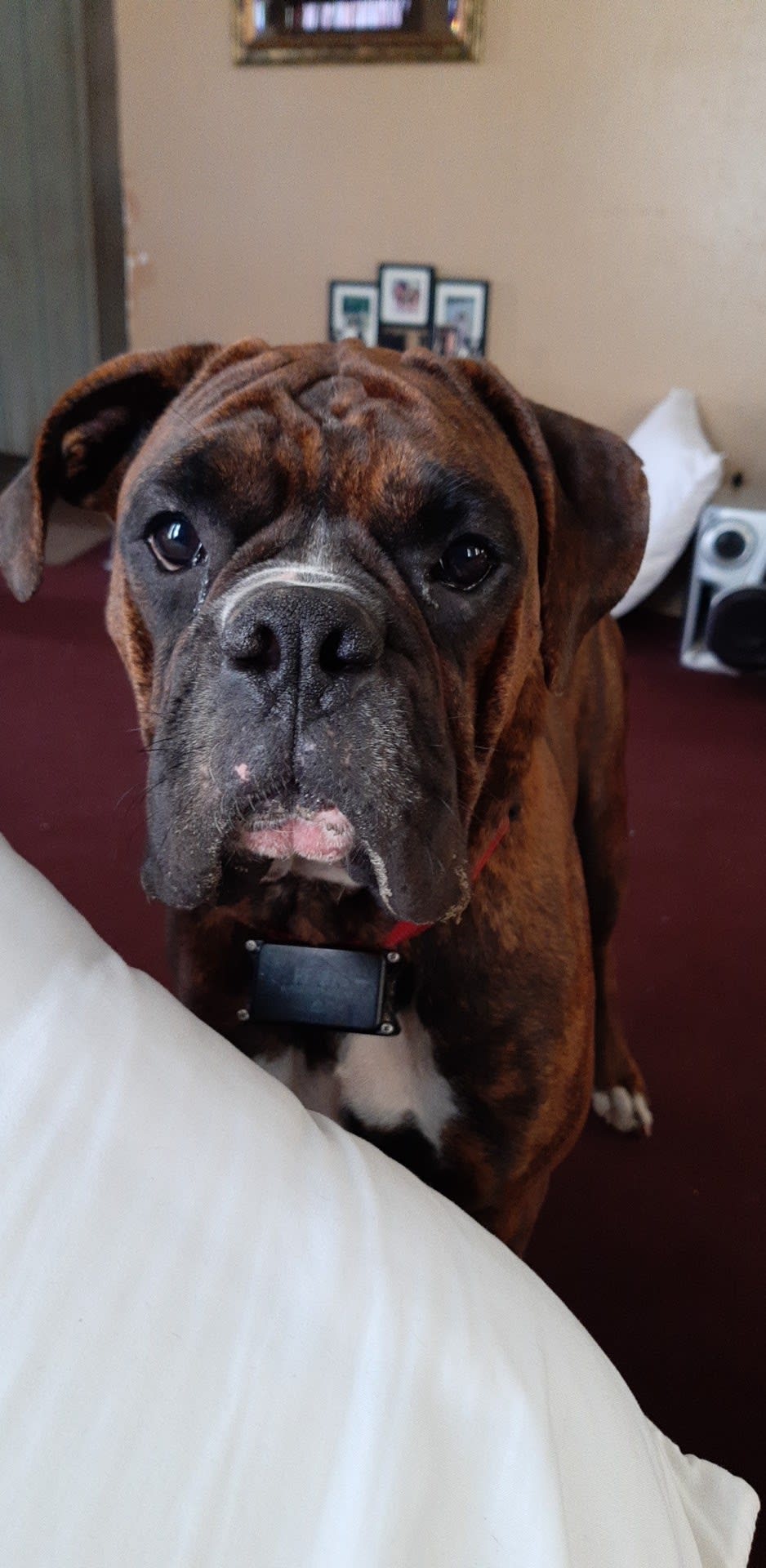 Crazy About Boxers