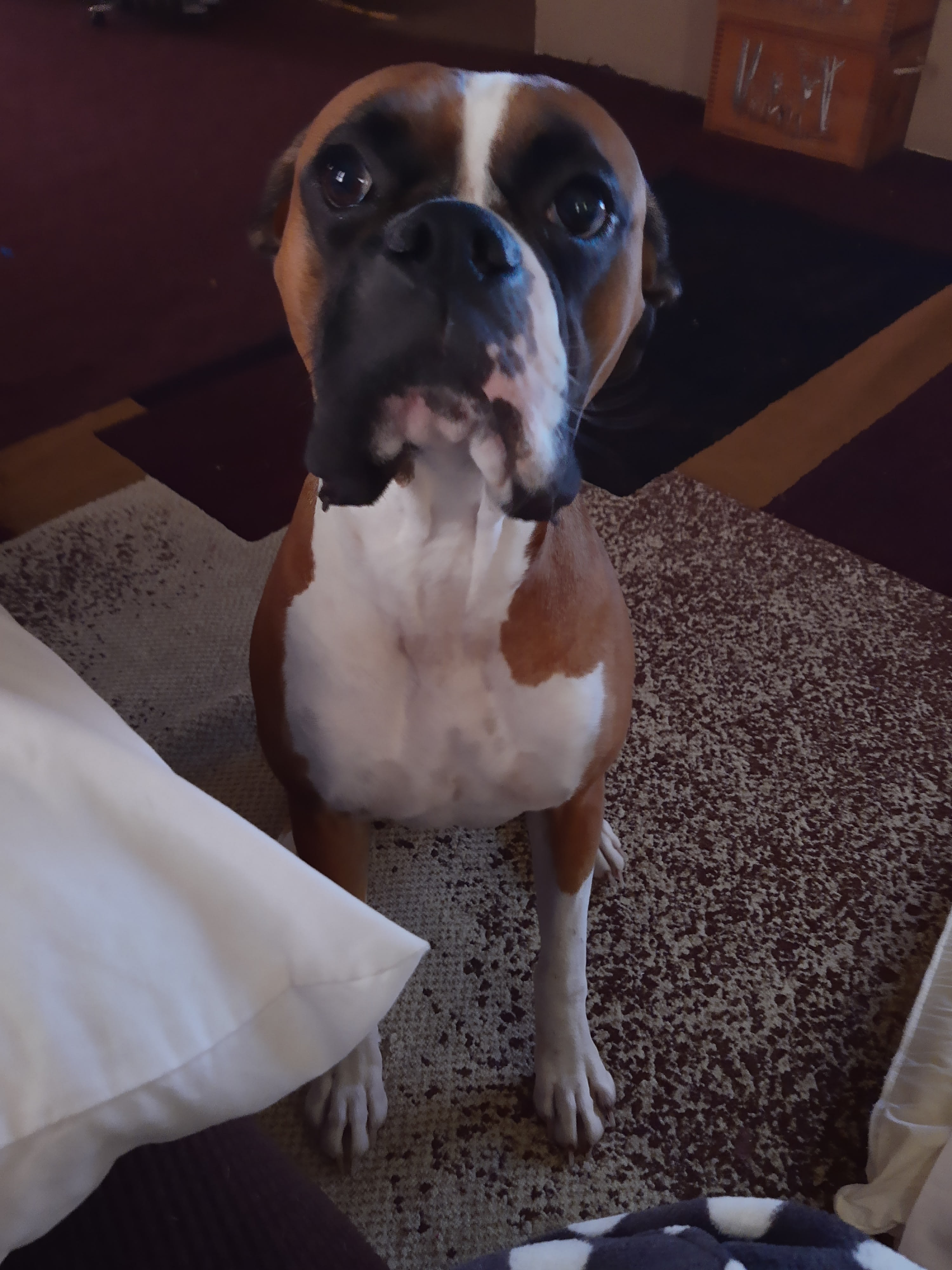 Crazy About Boxers