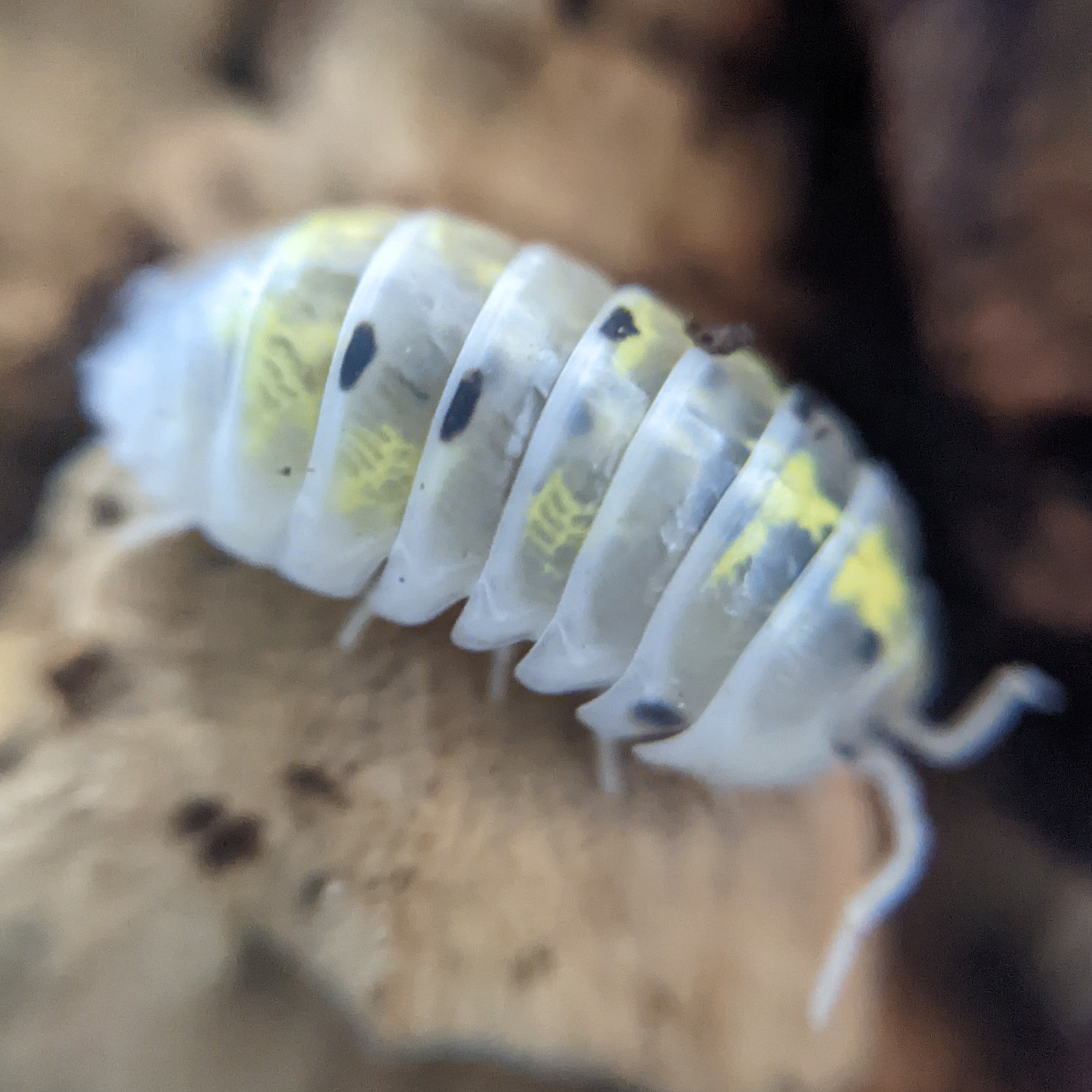 Magic Potion - Armadillidium - Almost Heaven Herps | Geckos & Isopods ...