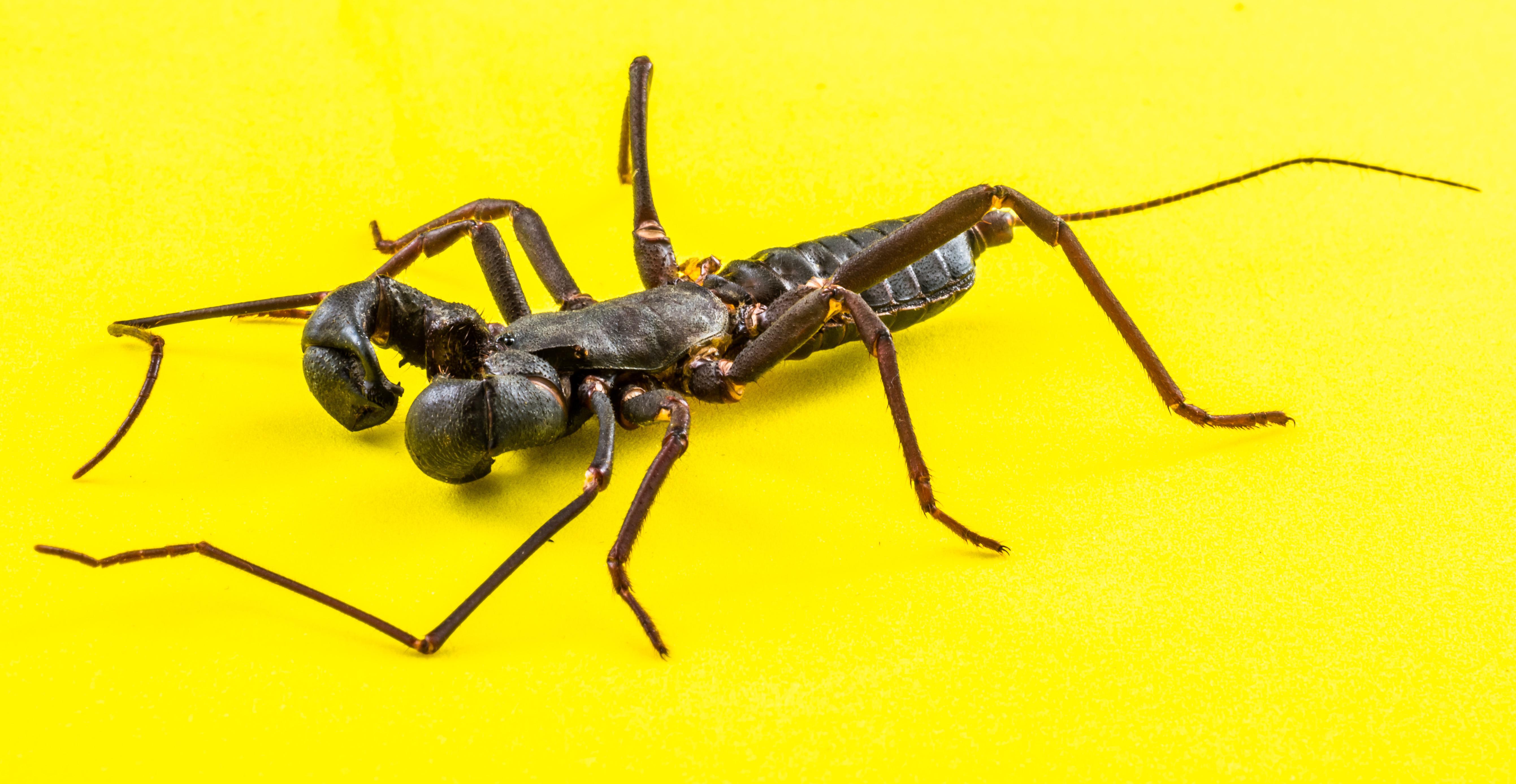 Vinegaroon Breeder in Garden Grove serving the USA Vinegaroons Dot