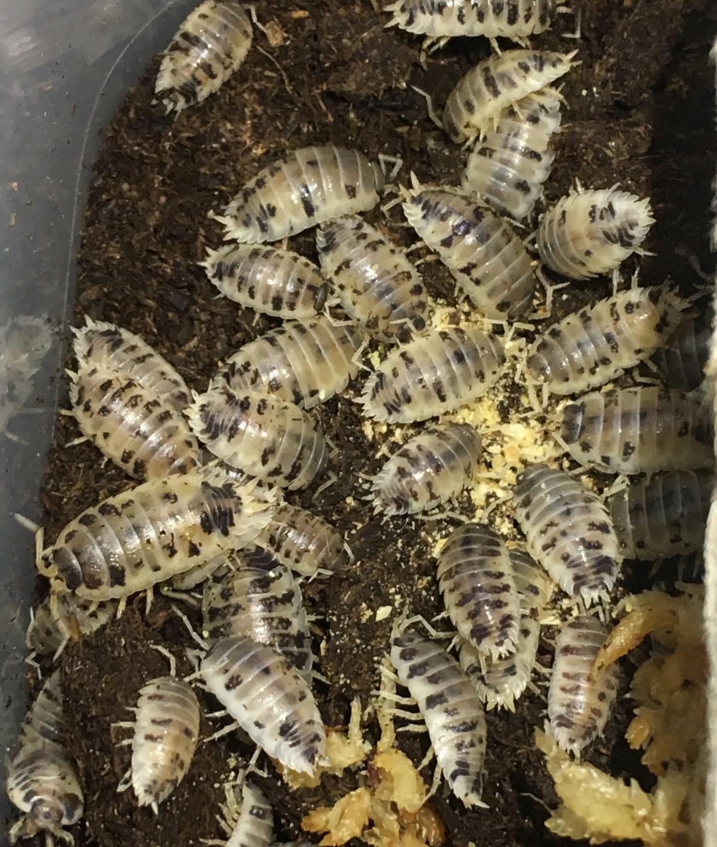 dairy-cow-isopods-isopods-millipedes-usa-millipedes-pet-store