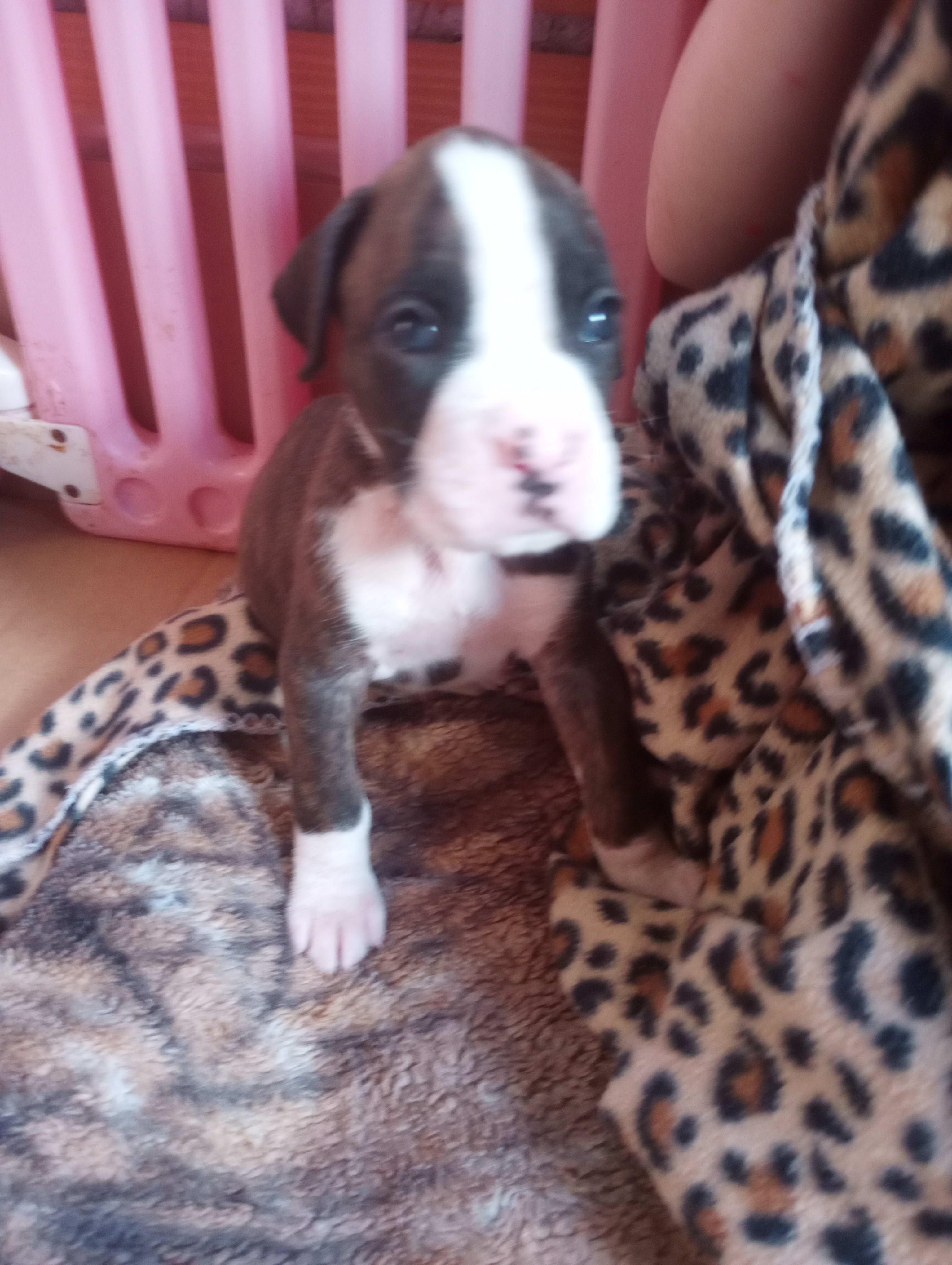 Crazy About Boxers
