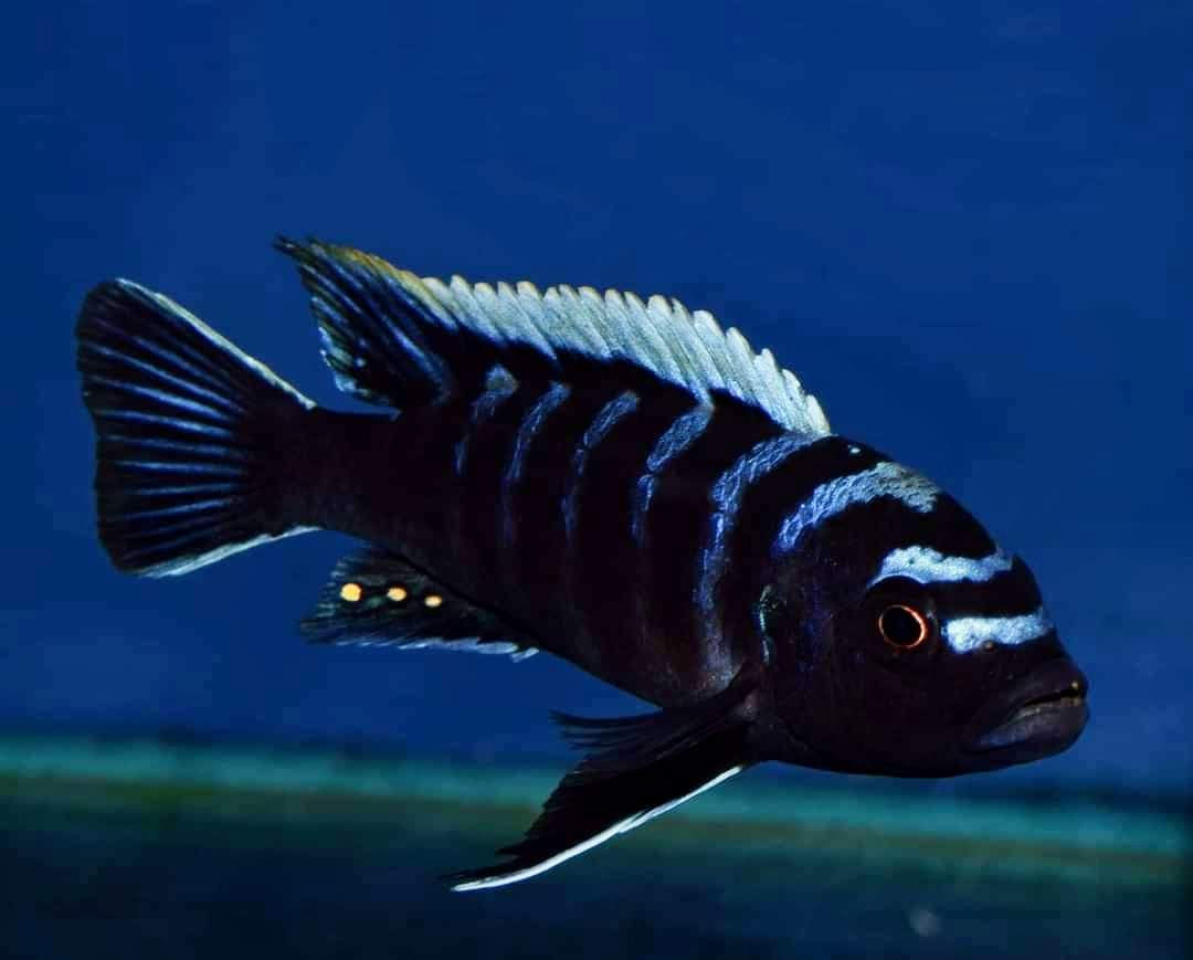 ndonga deep cichlid