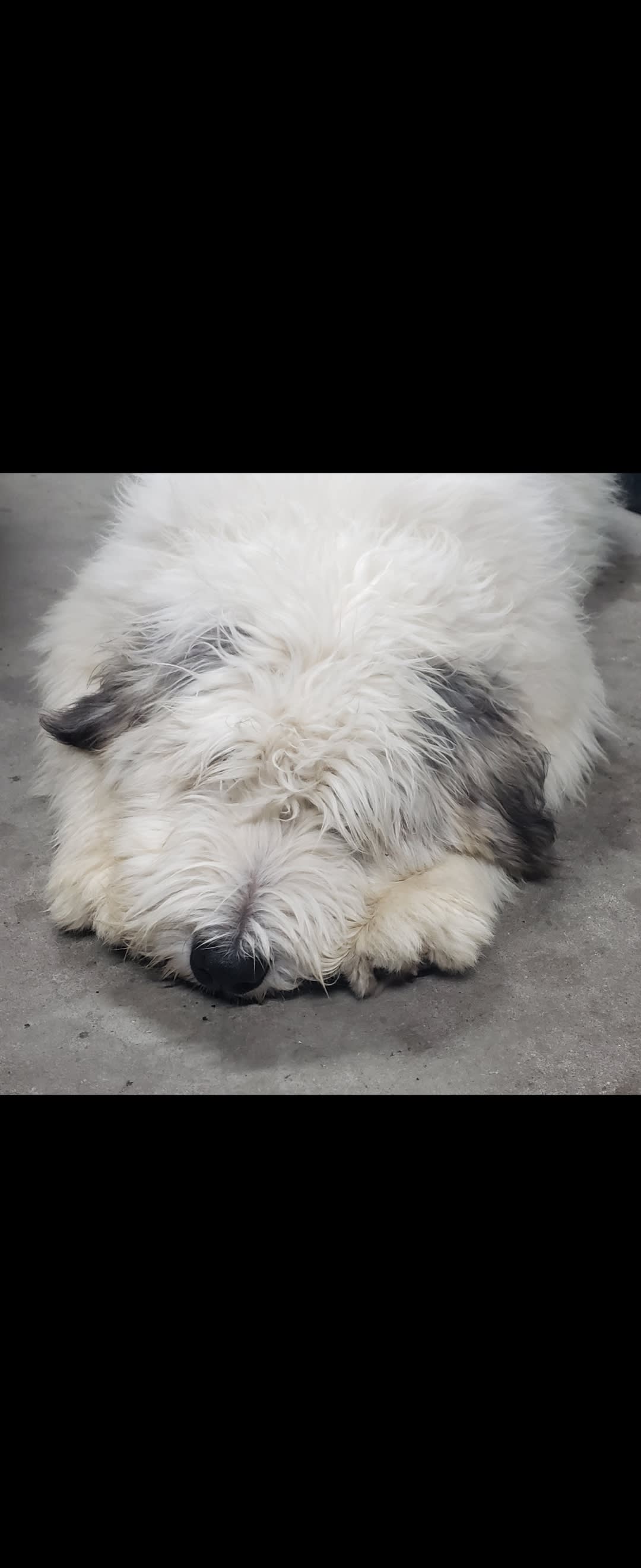 Luck Dragon Dogs South Russian Ovcharka Breeder In Las Vegas