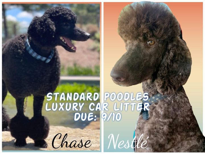 Standard Poodles Reservation Fee San Antonio Pet Breeder