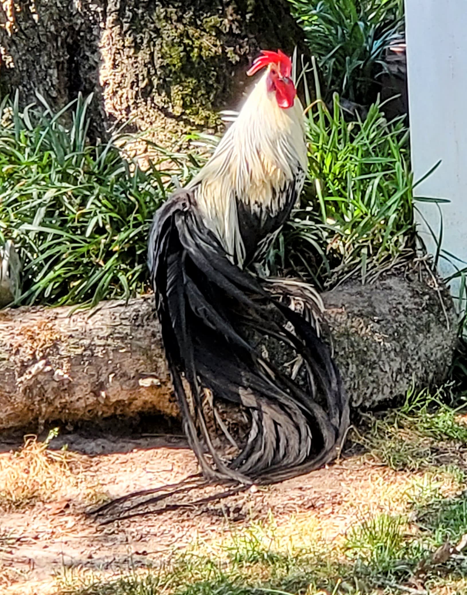 Mystic Tails Farm GA