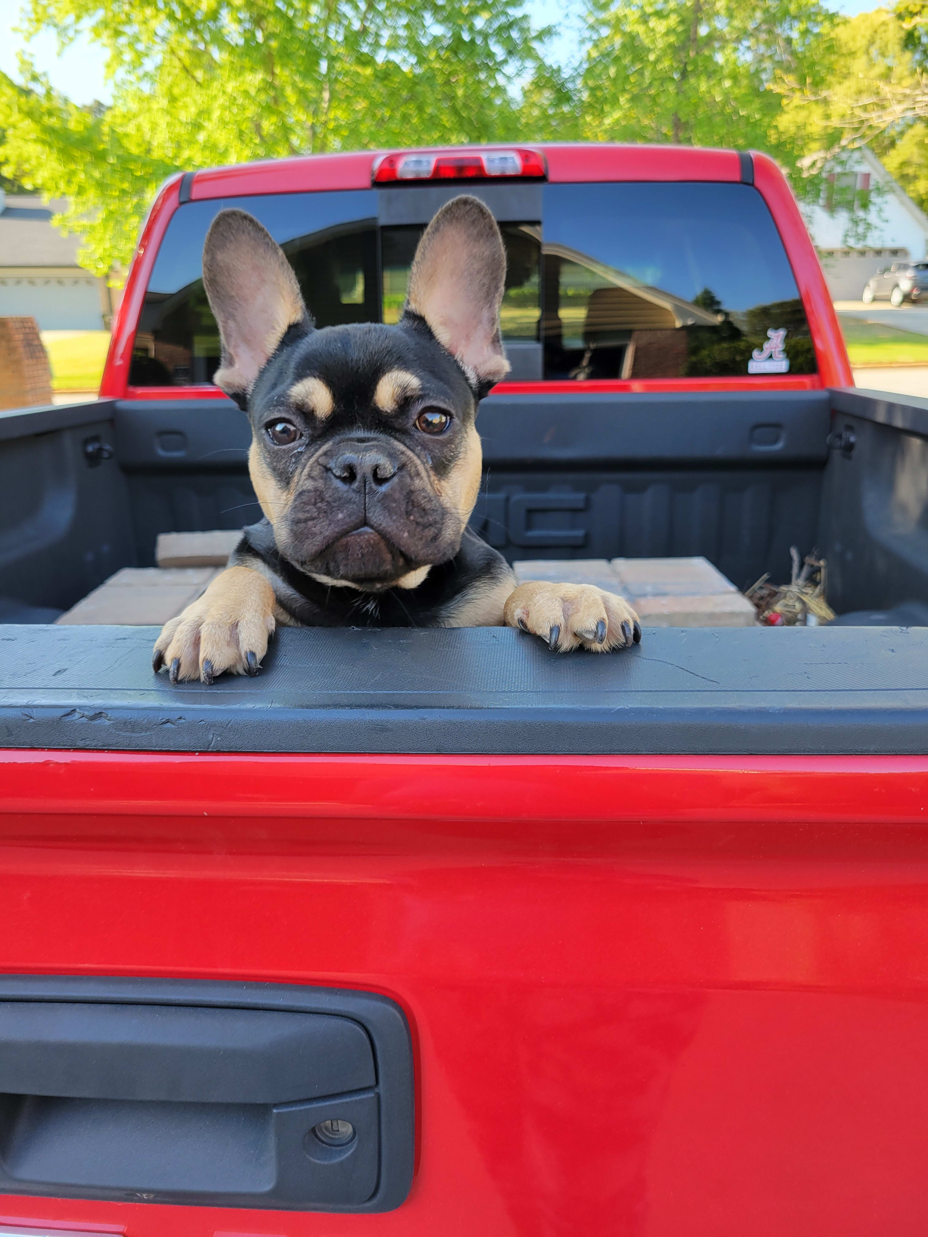 SCC Kennel Club French Bulldogs Breeder Atlanta