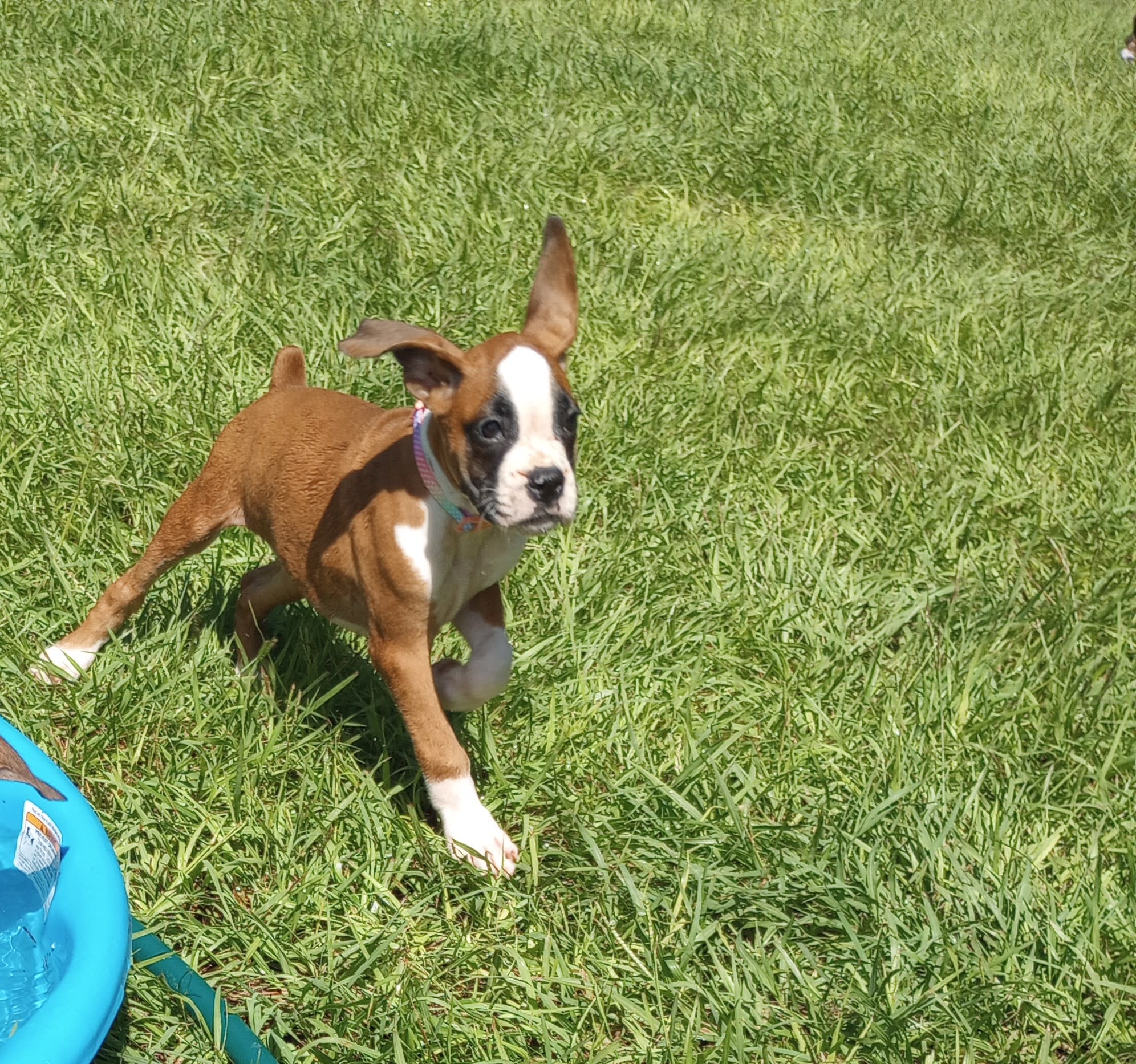 Crazy About Boxers