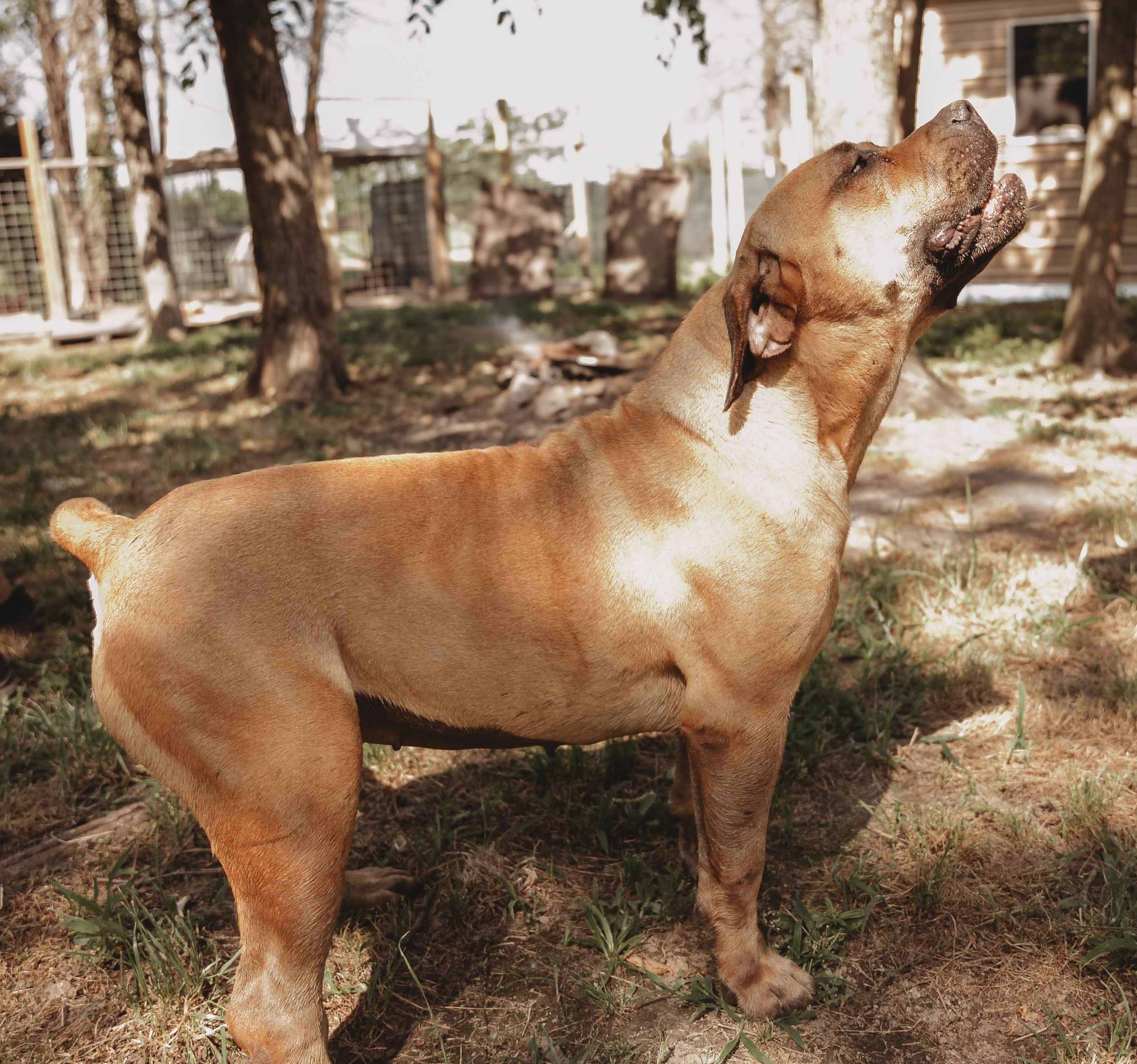 Proffer Patsy Ann aka Athena Adult dogs Majestic Boerboels Dog