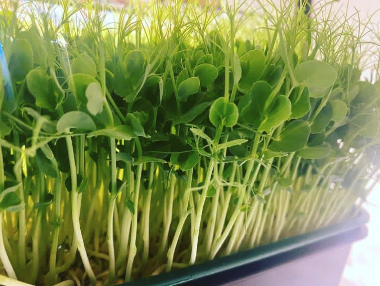 Pea Tendril Microgreens Microgreens Seed Leaf Micro Farm Microgreens Farm & Producers