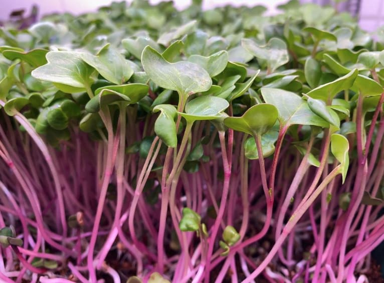 Radish Microgreens Microgreens Seed Leaf Micro Farm Microgreens Farm & Producers Yateley