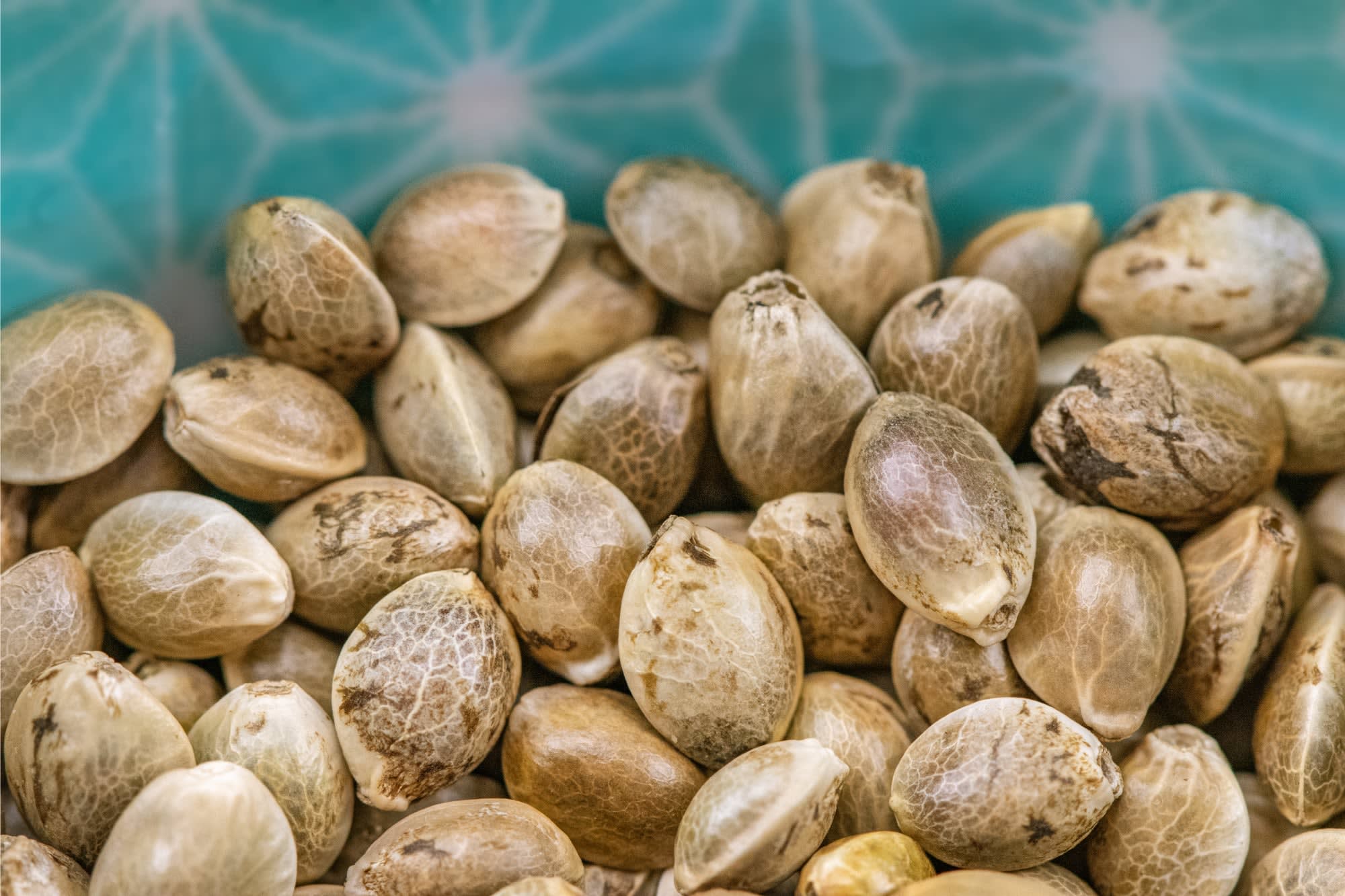 Our Team - Green Leaf Genetics - Cannabis Seed Store | Allegan