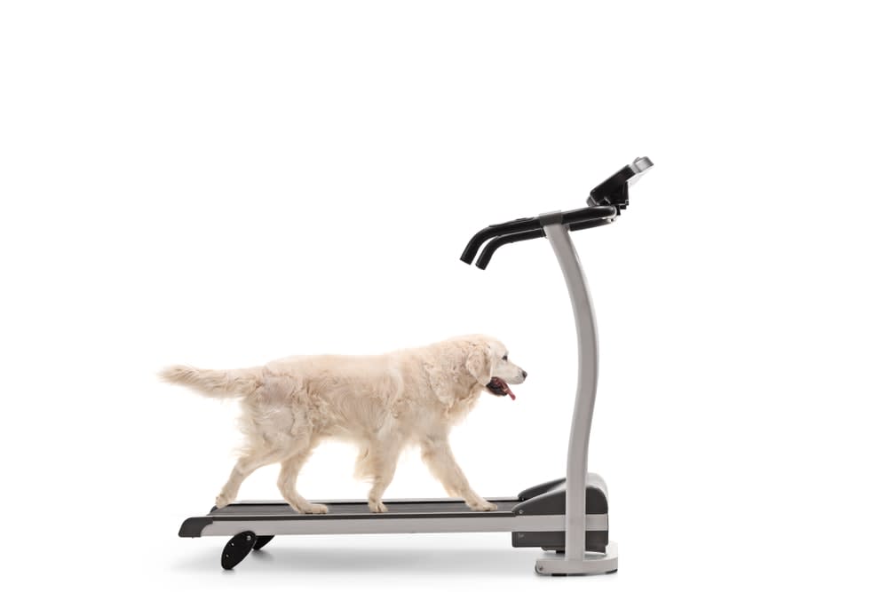 Canine Treadmill - Therapies - Pet Wellness & Therapy, LLC