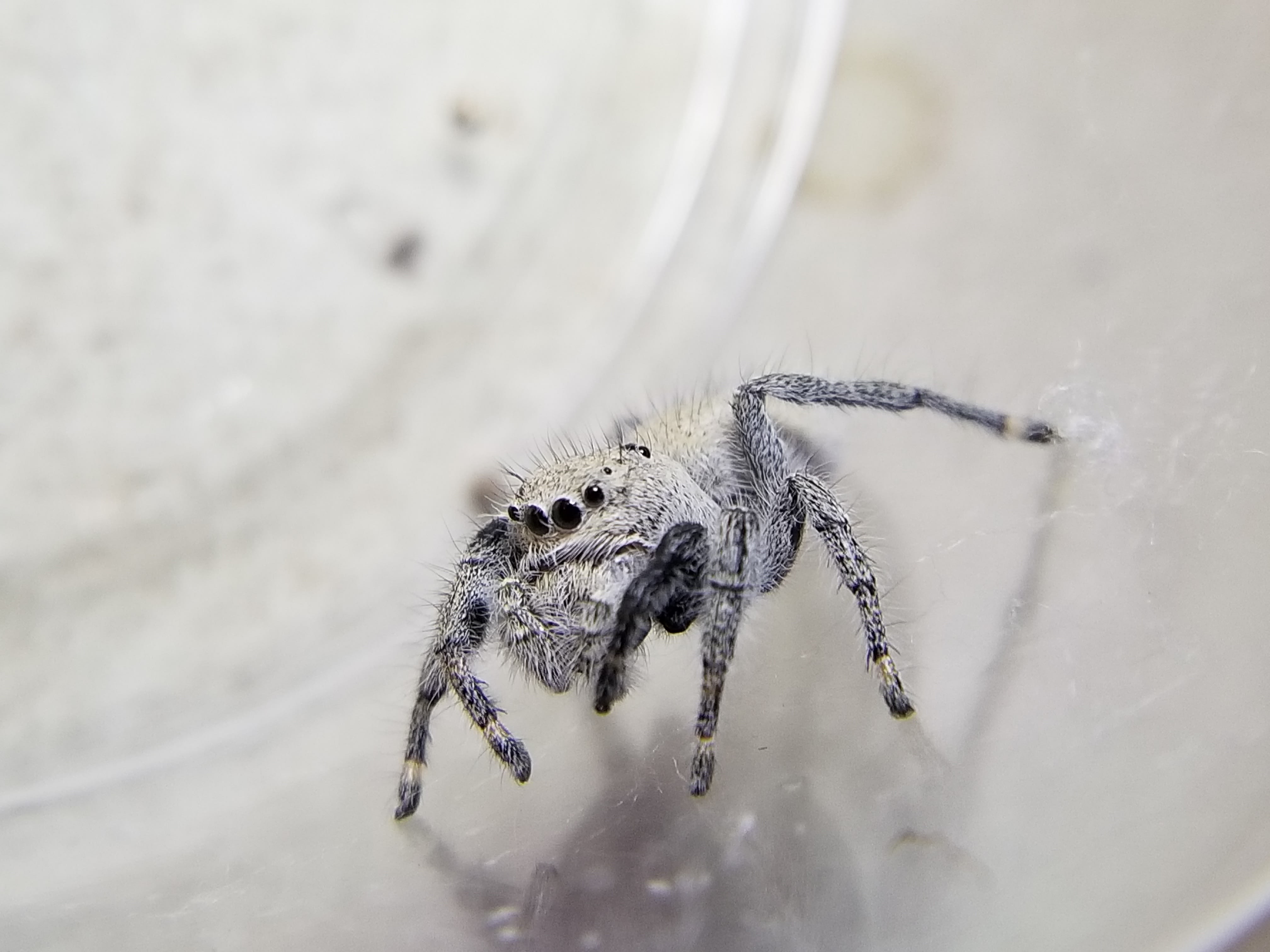 Jumping Spider (Phidippus sp.) about 5 cm long and 1.5 com wide-1 specimen  – Macroscopic Solutions