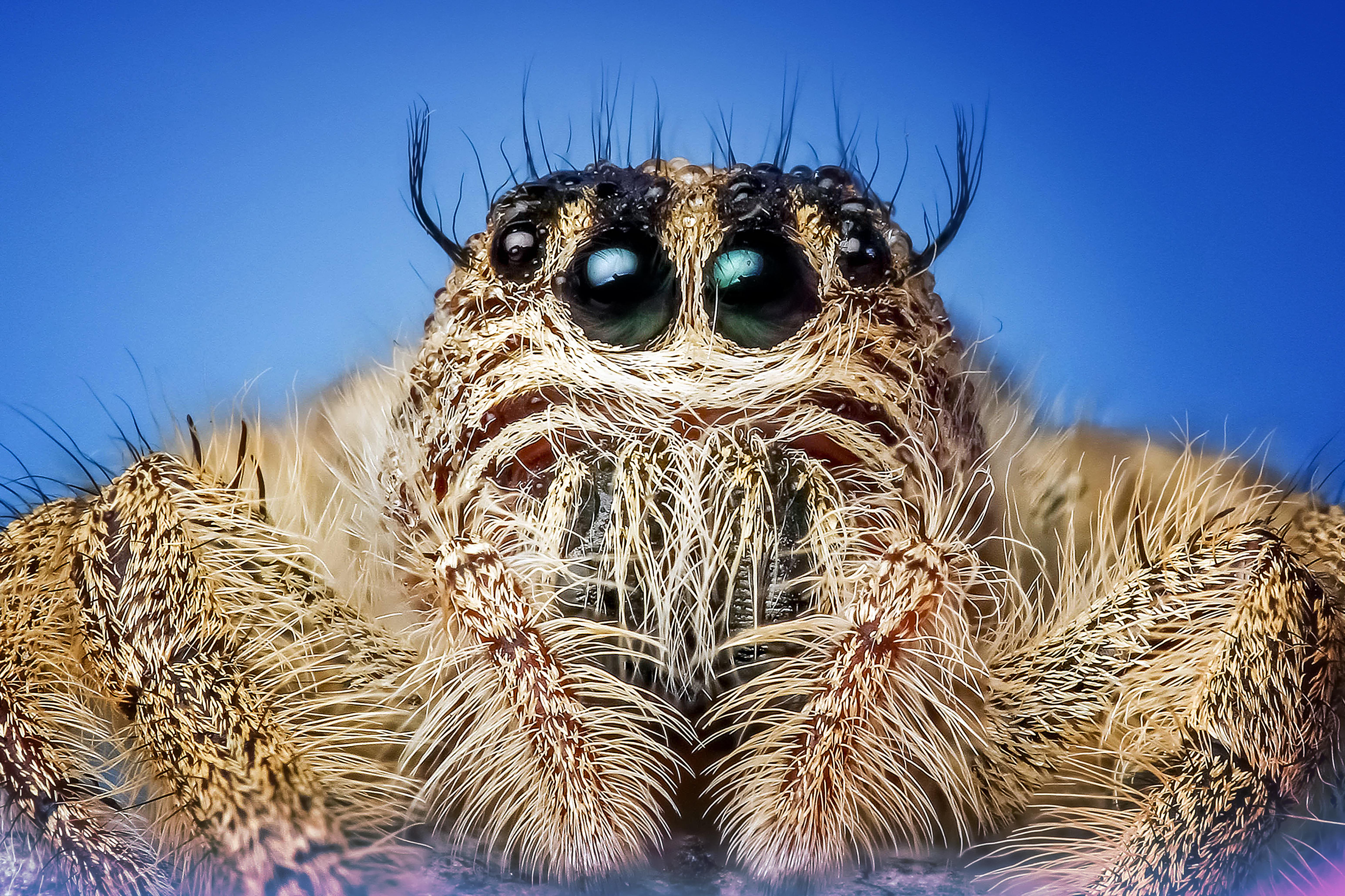 Regal Jumping Spider (Phidippus regius) - Available Jumping Spiders - Jumping  Spiders for Sale, Pet Store