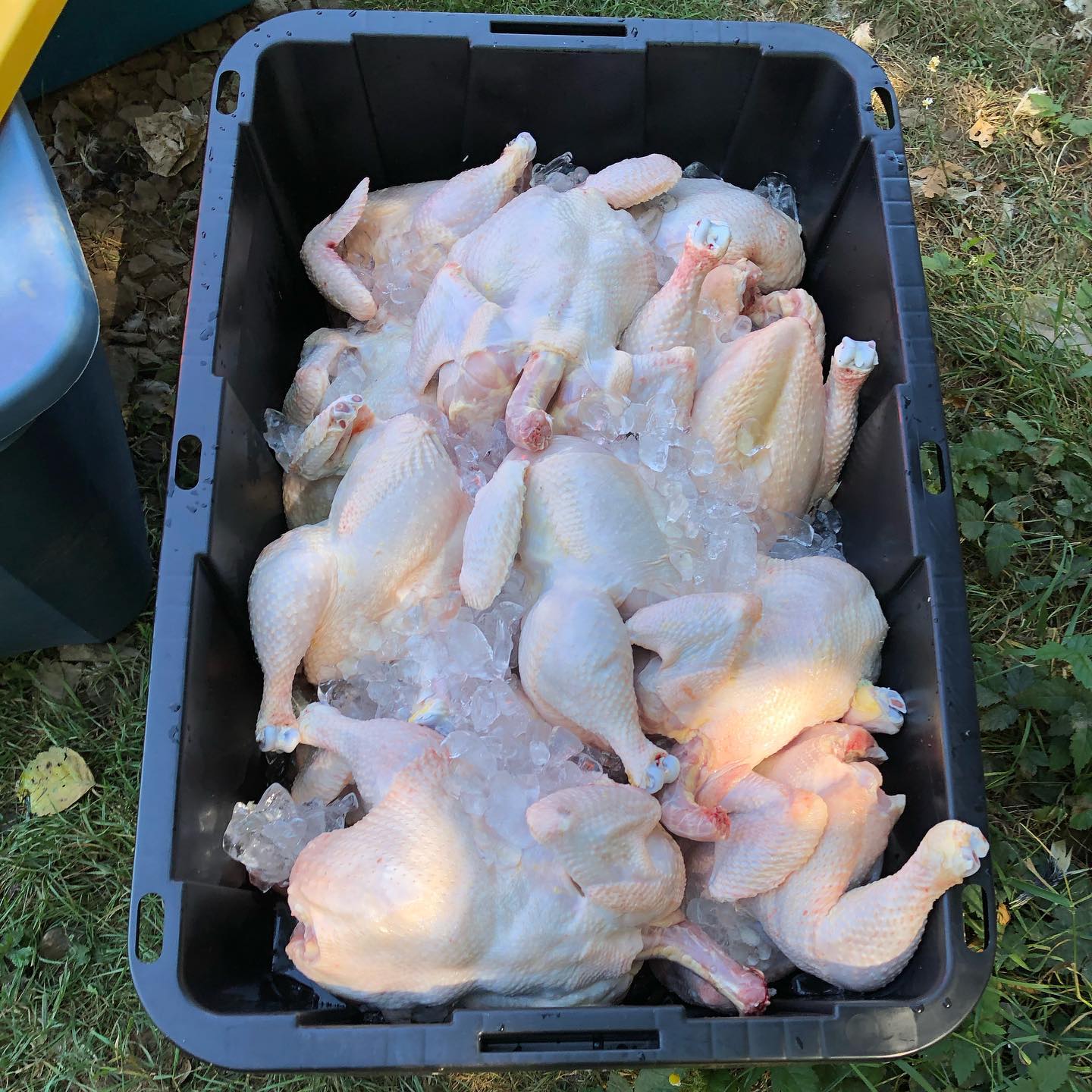 Halal Meat Farm Products The Olive Branch Ranch Halal Family Farm