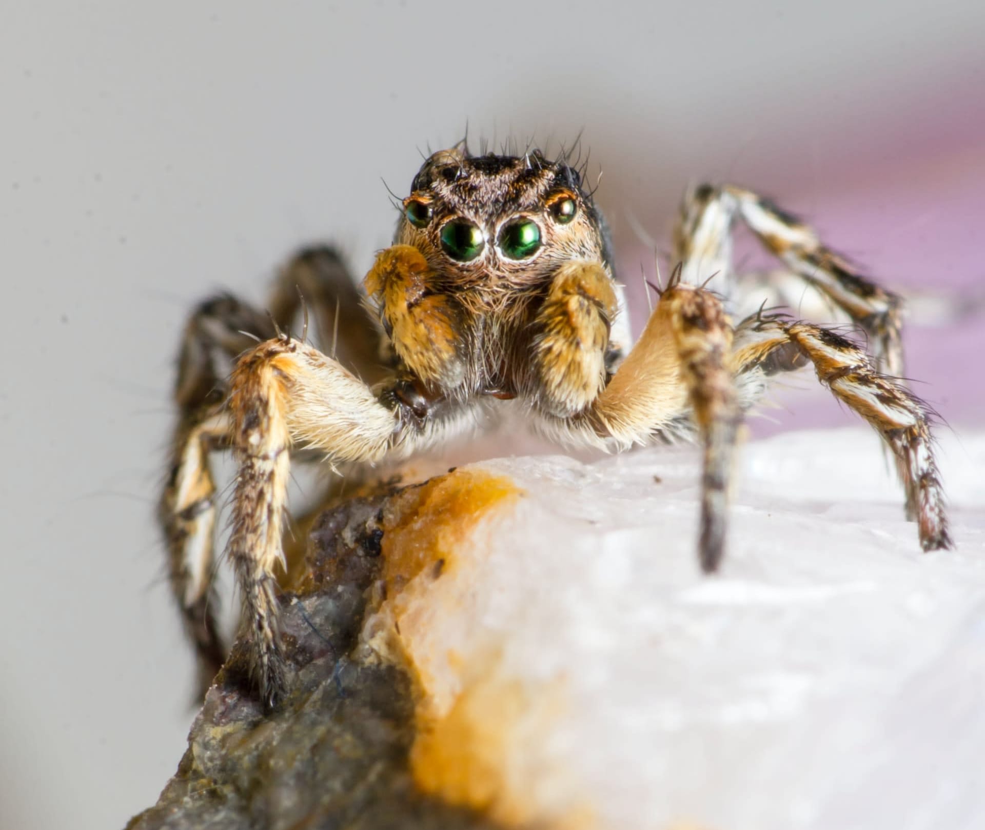 Jumping Spiders For Sale - Affordable Shipping - Phidippus Regius – Spiders  Source, jumping spider 