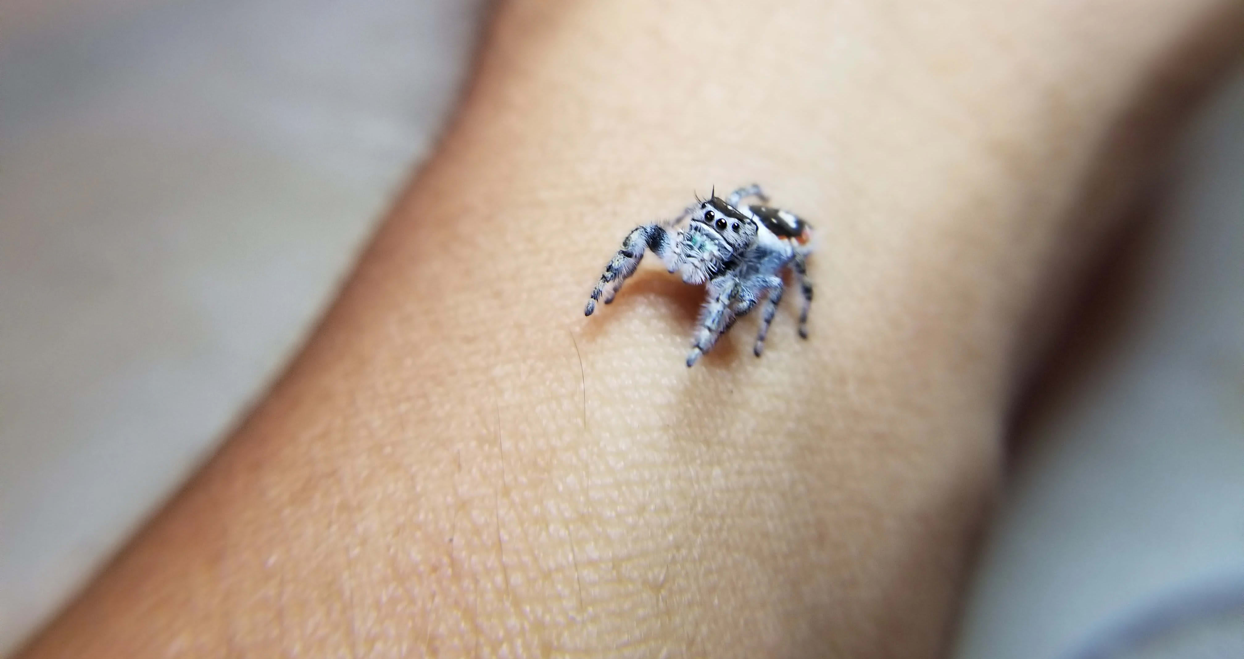 California Jumping Spider (Phidippus californicus) - Available Jumping 