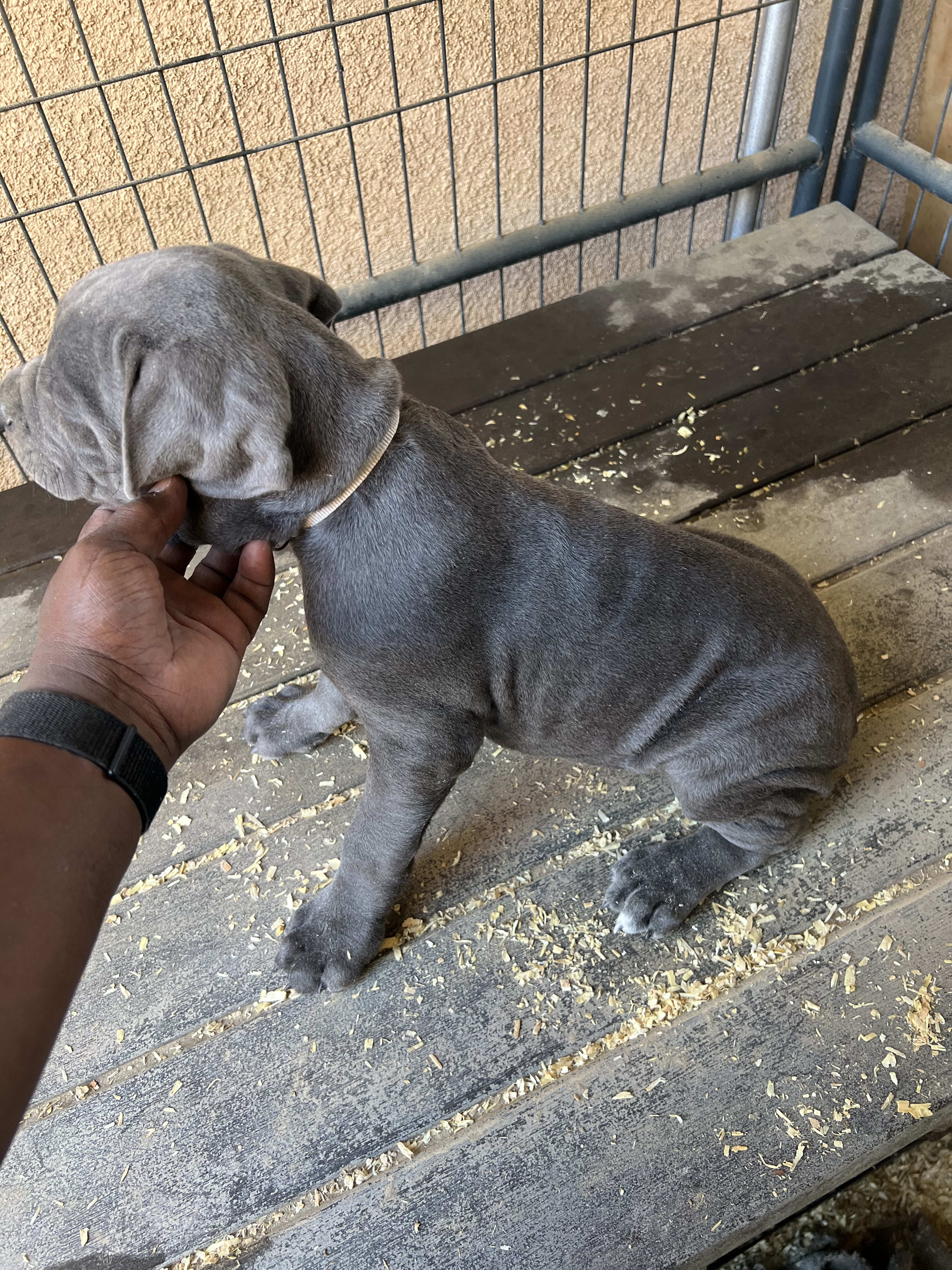 Diaz Cane Corso - Cane Corso Breeder, Cane Corso Puppies for Sale