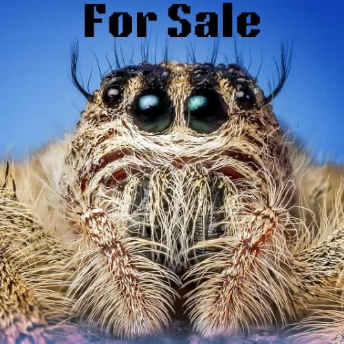 Jumping Spiders for Sale