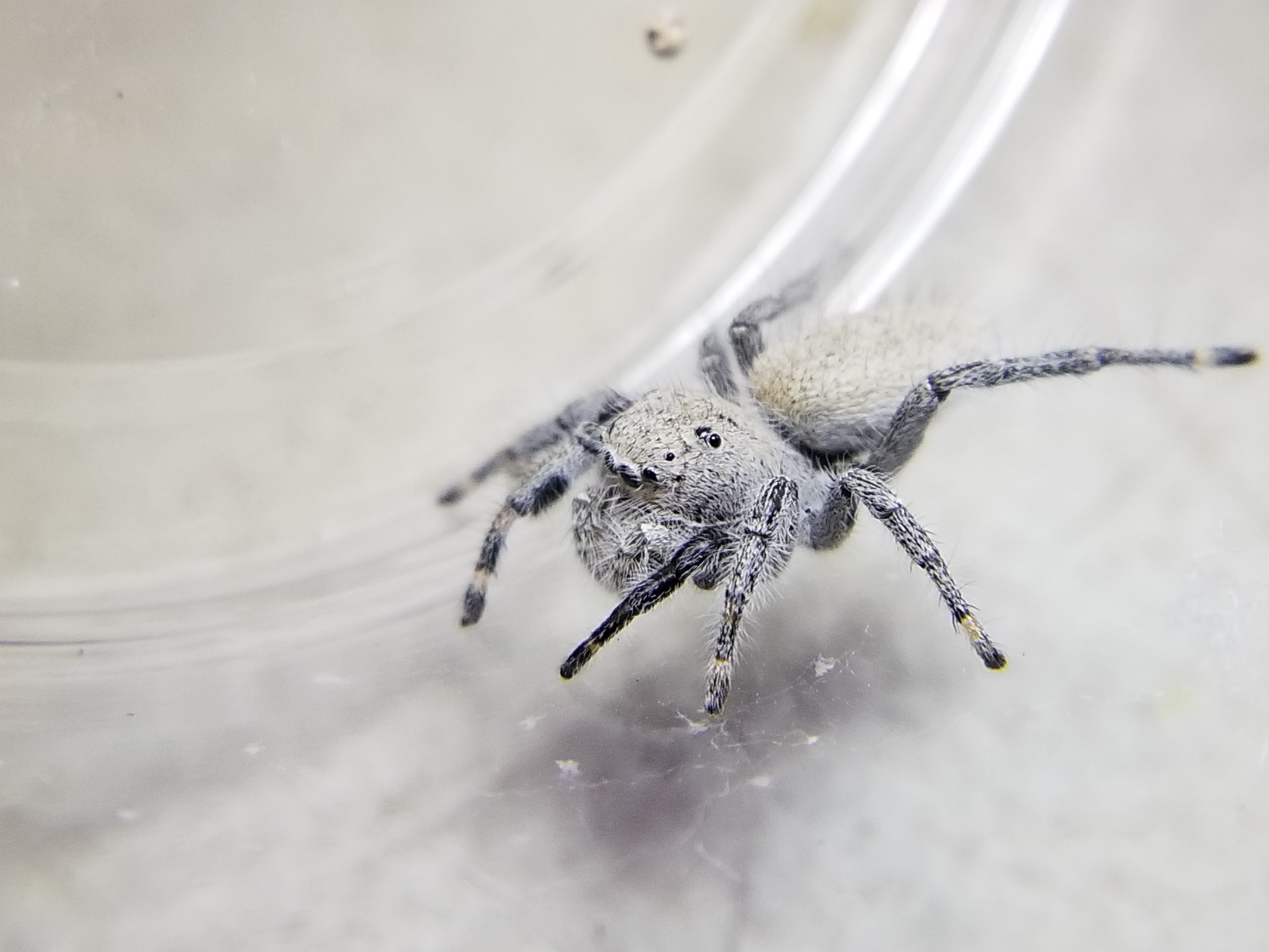 Jumping Spiders For Sale - Affordable Shipping - Phidippus Regius – Spiders  Source, jumping spider 