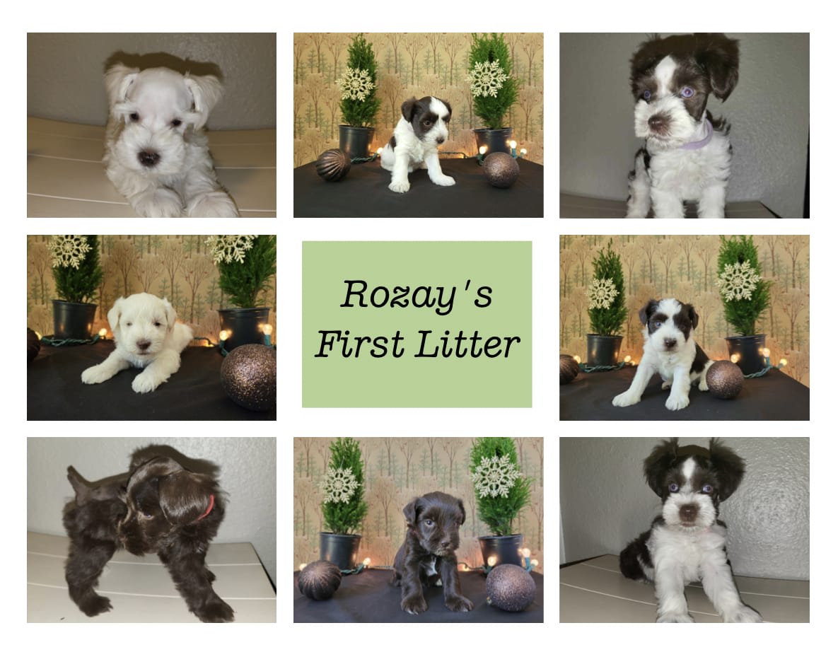 1 Schnauzer Breeder in Houston Texas Finest Schnauzers Dog Breeder