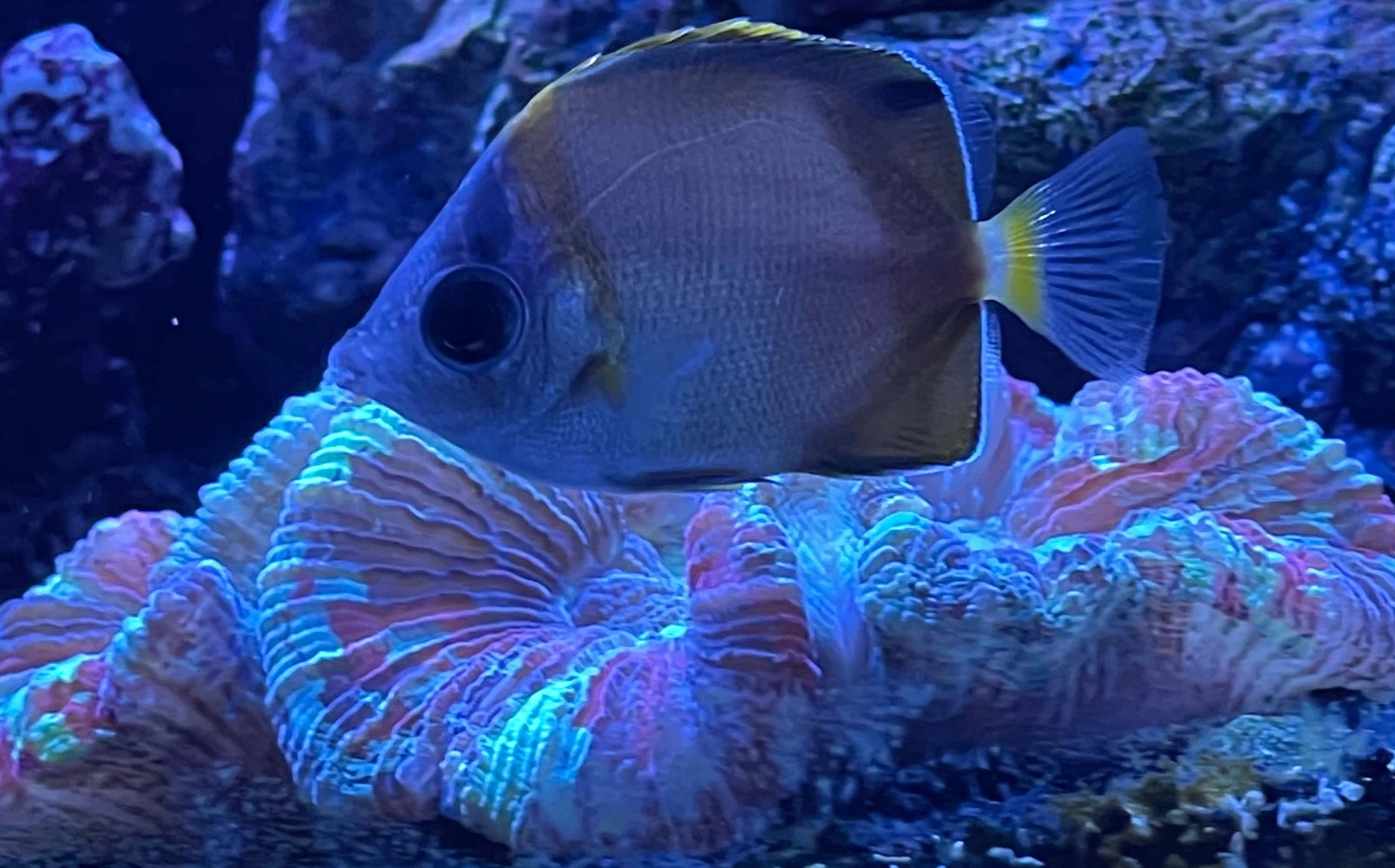 Current Tides Aquariums Aquarium Services San Diego