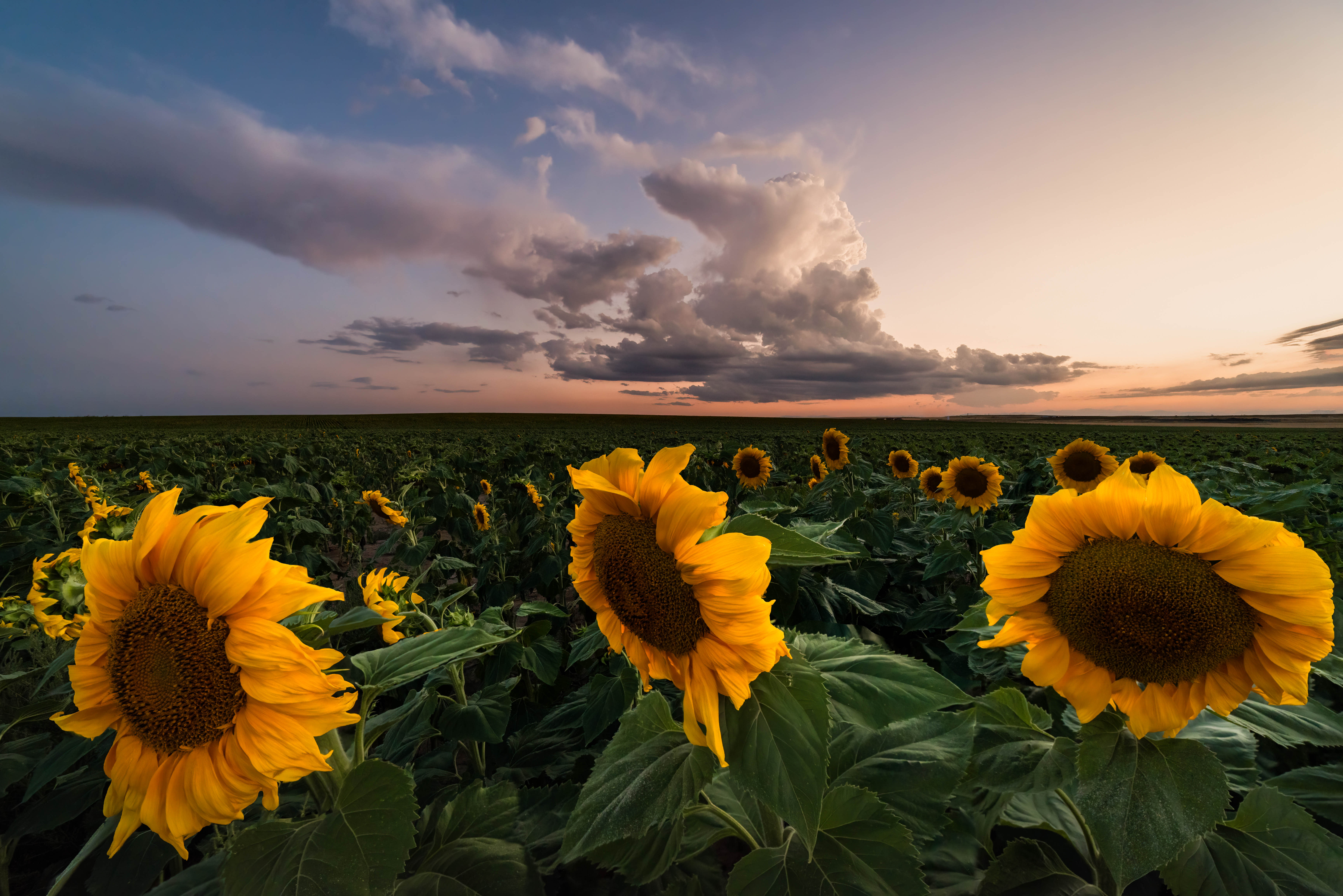 Sunflowers - Fine Art Landscape Prints - Feather Lighting Studio