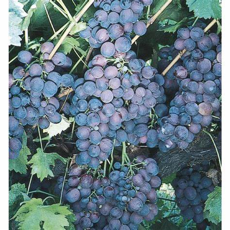 Lakemont Seedless Grape