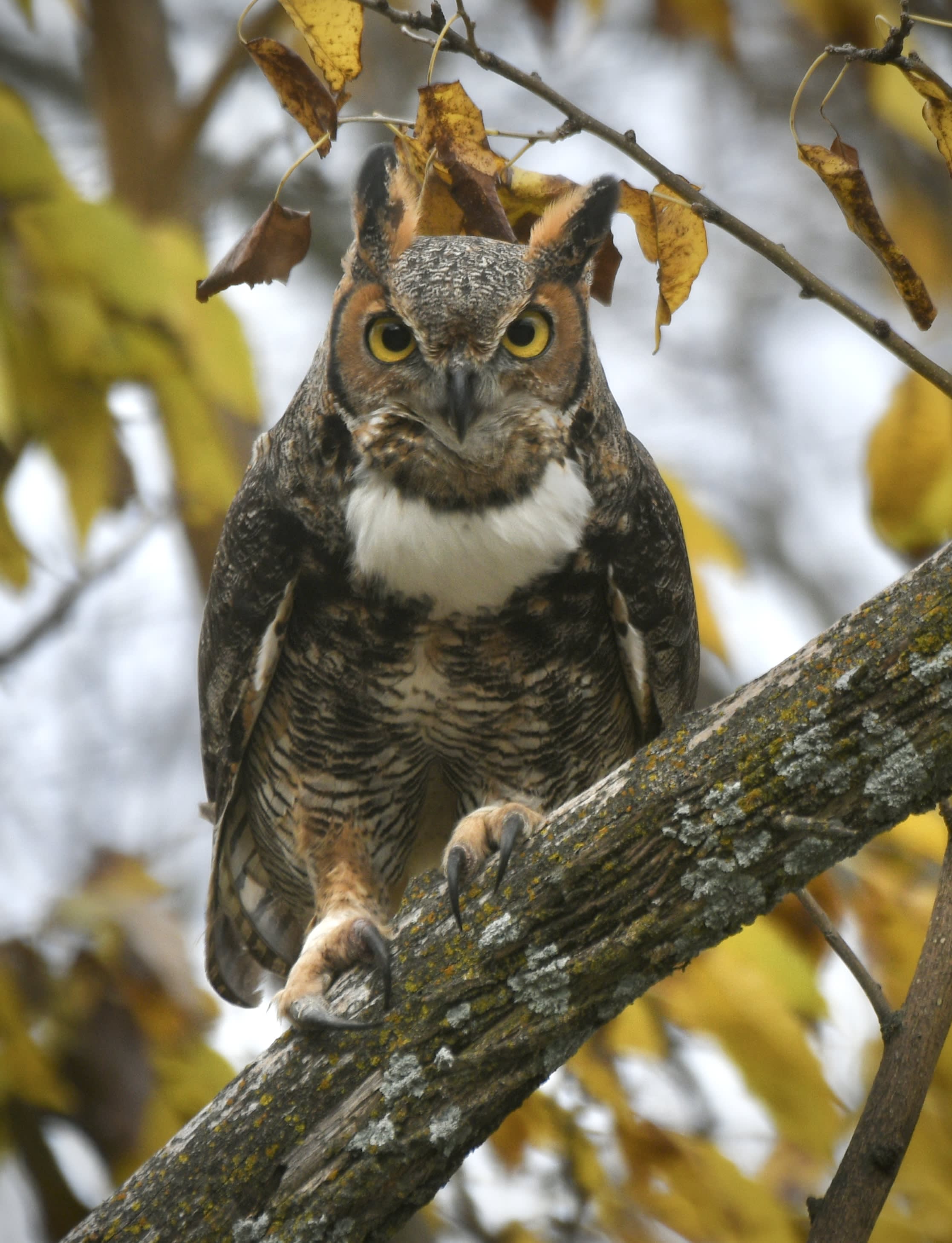 South American Great Horned Owl - Photographs Frames - Rodney