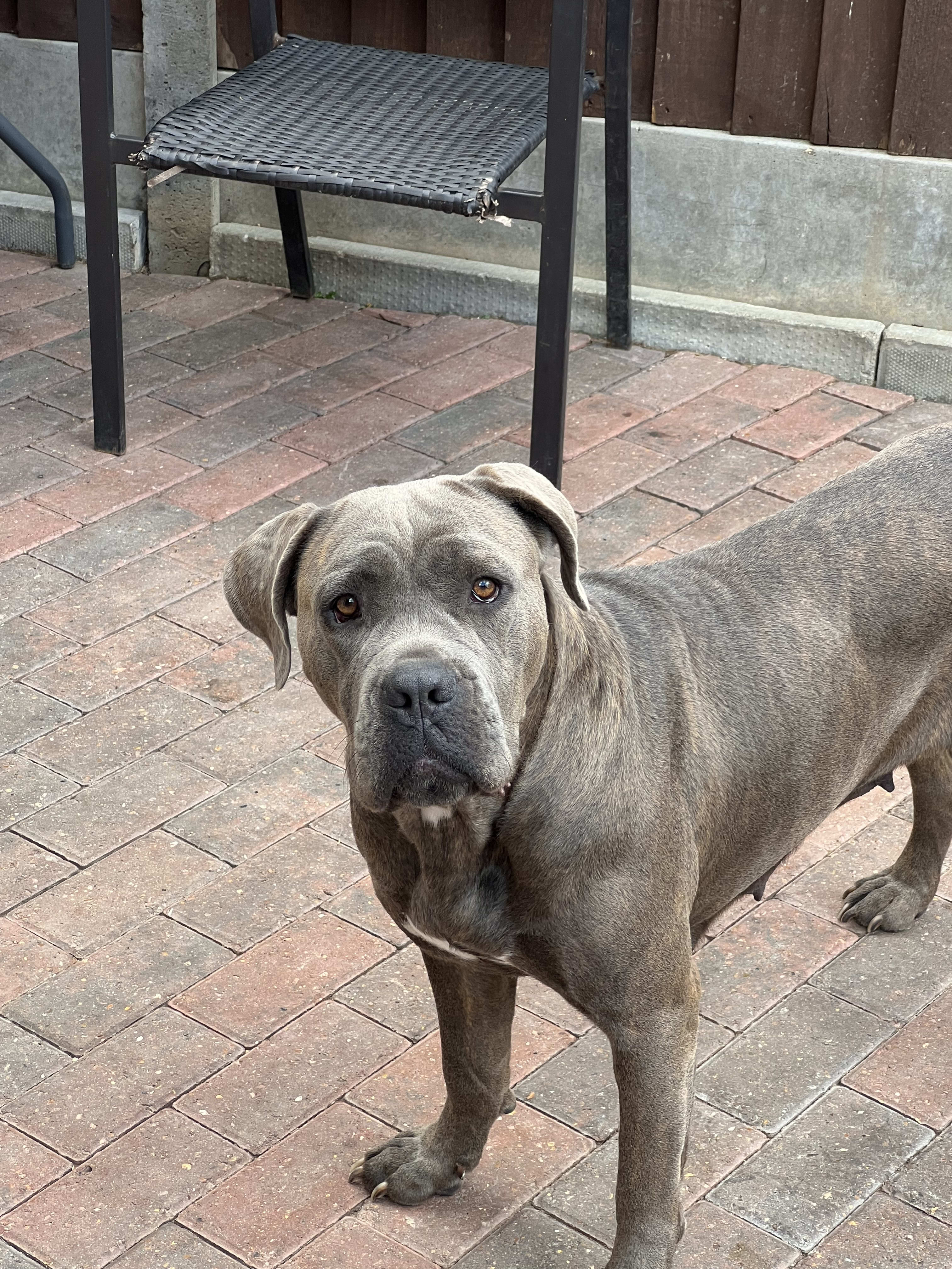 Our dogs - Our dogs - Arma Kennels | Dog Breeder in Romford