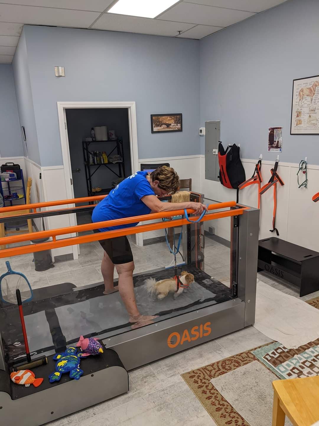 Canine Hydrotherapy Therapies Pet Wellness & Therapy, LLC Healing & Communicating With