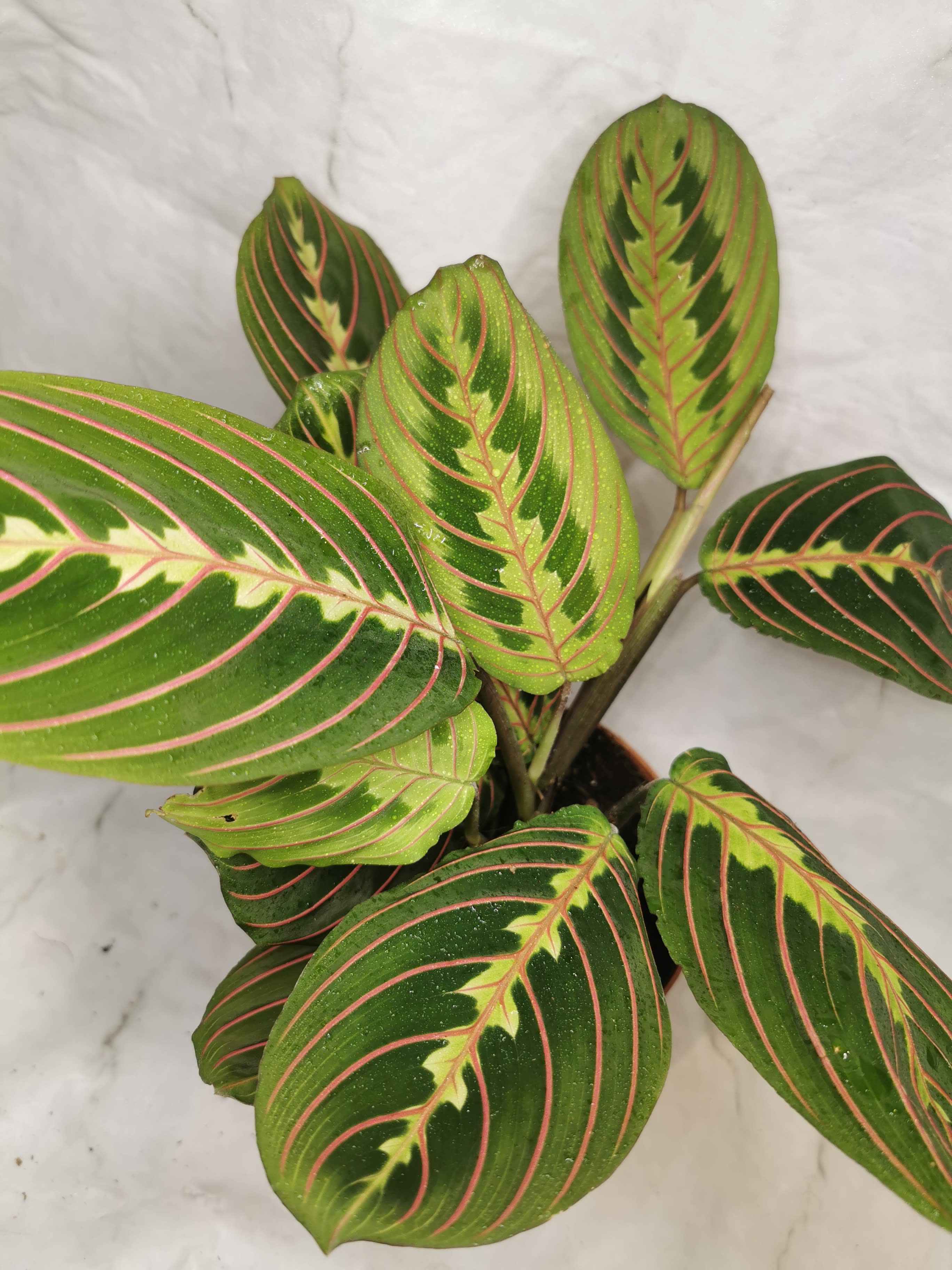 Maranta - Plants - S R Plants | Bristol Plants E-commerce